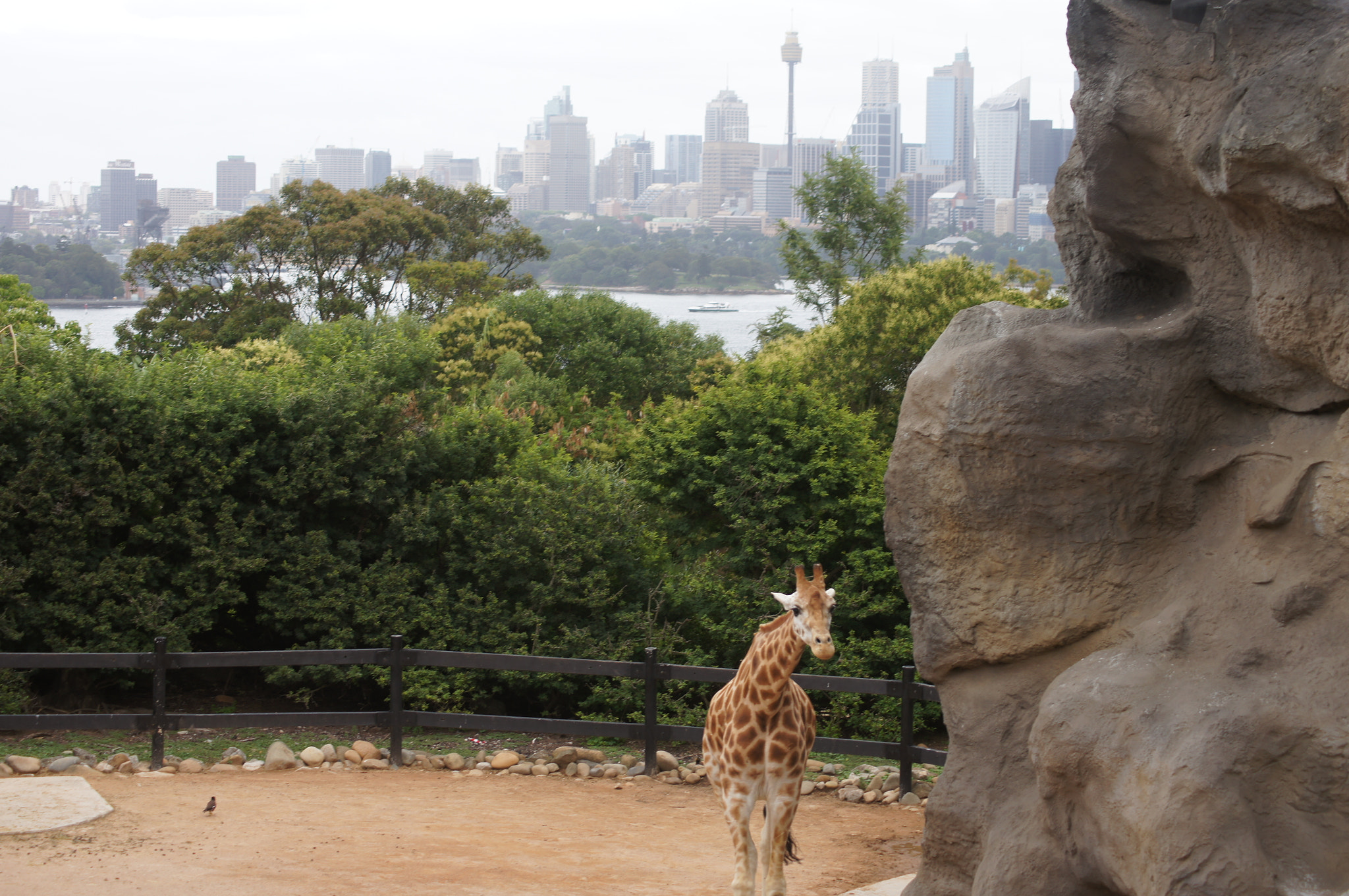 Sony DT 55-200mm F4-5.6 SAM sample photo. Popmixer. zoo with a view... photography