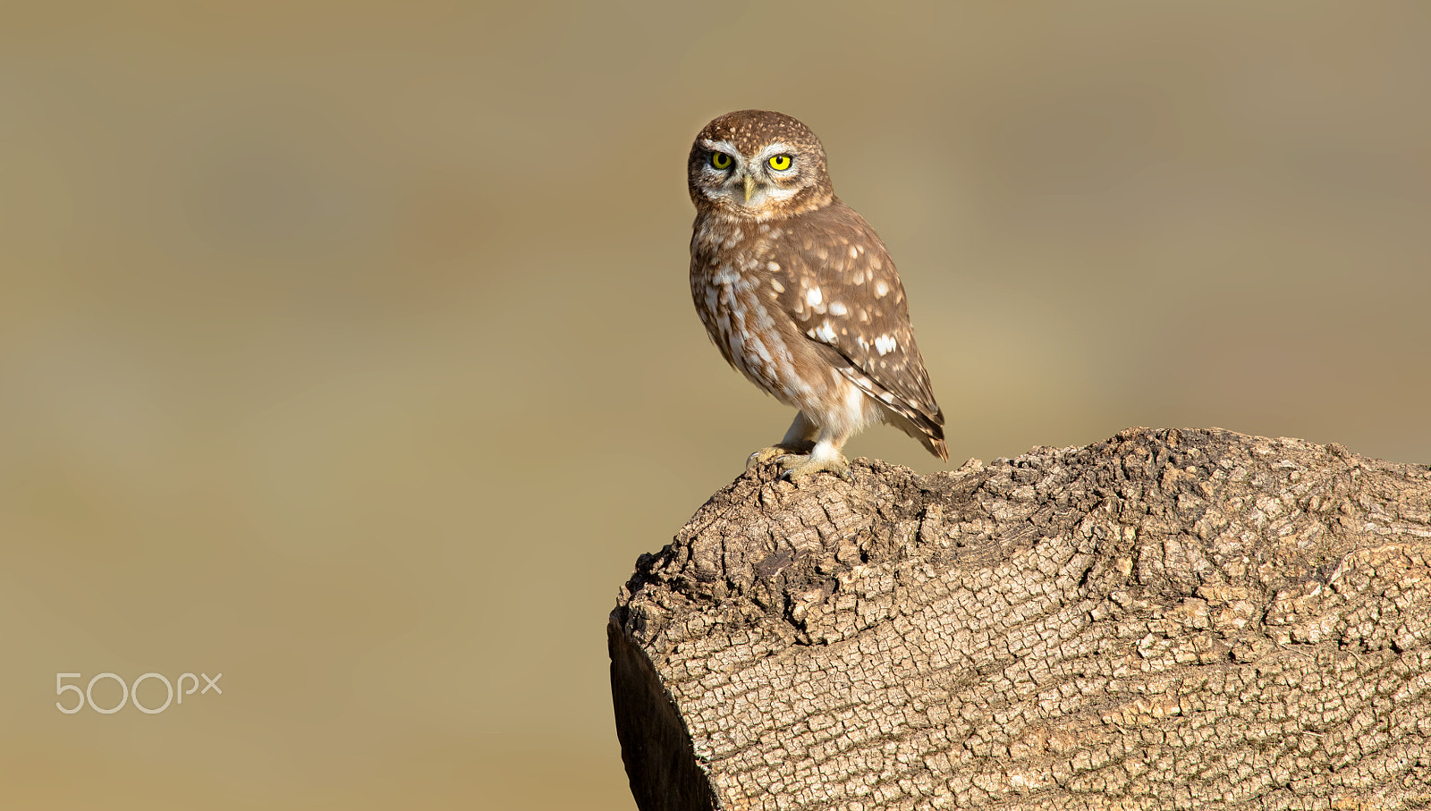 Canon EF 400mm F2.8L IS II USM sample photo. Chouette photography