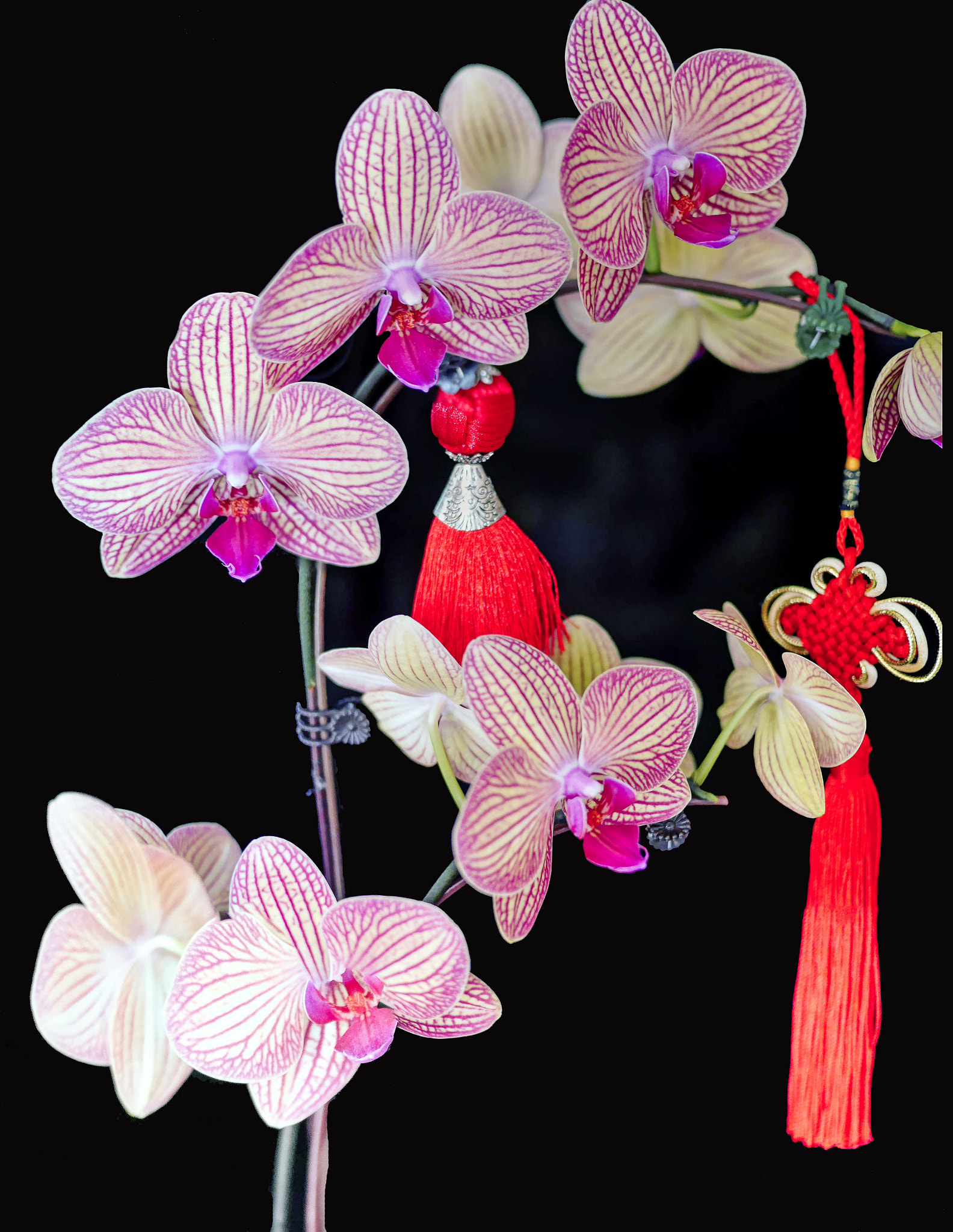 Panasonic Lumix DMC-GX7 + LUMIX G 20/F1.7 II sample photo. Orchids for cny photography