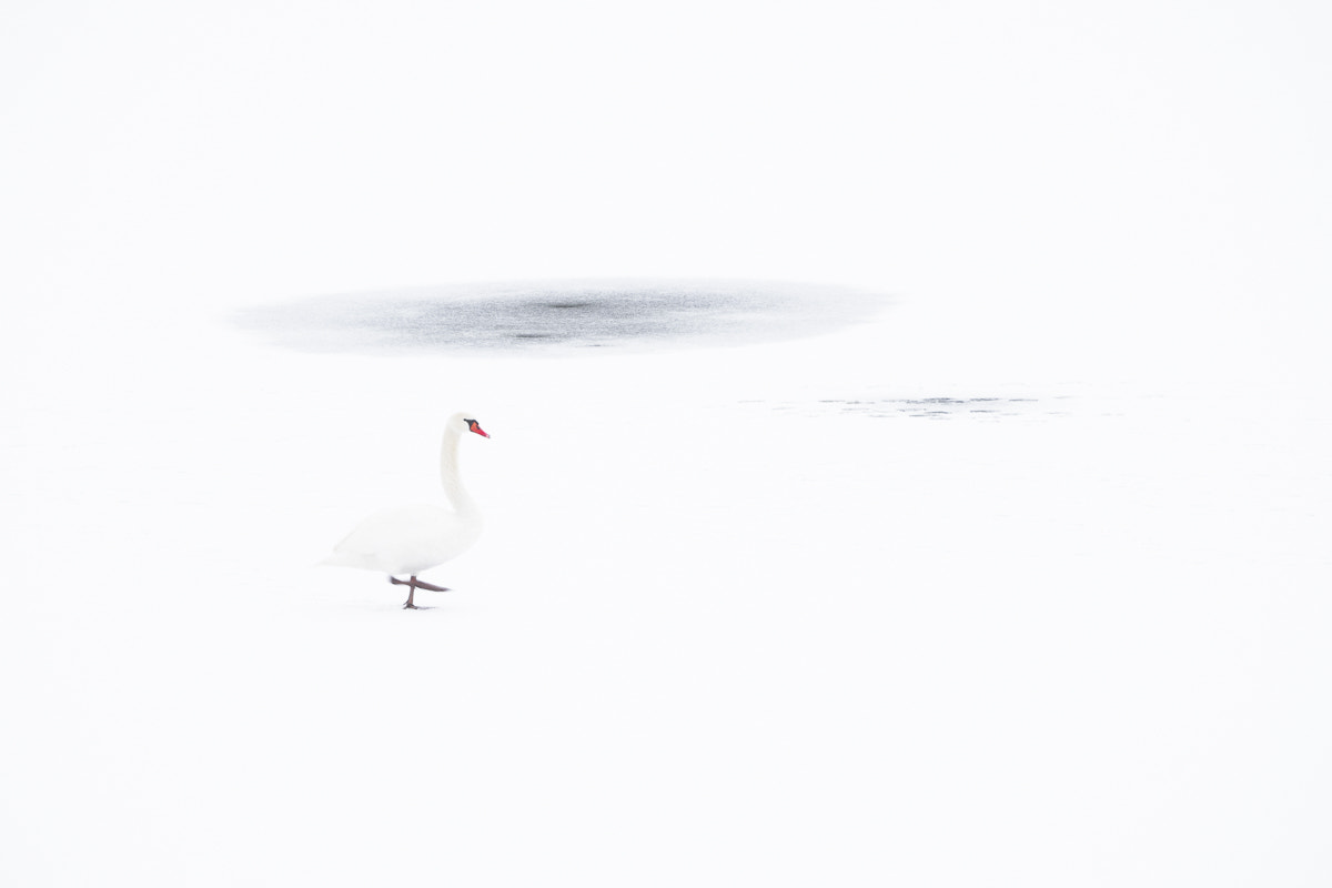 Olympus OM-D E-M1 sample photo. Schwan im schnee photography