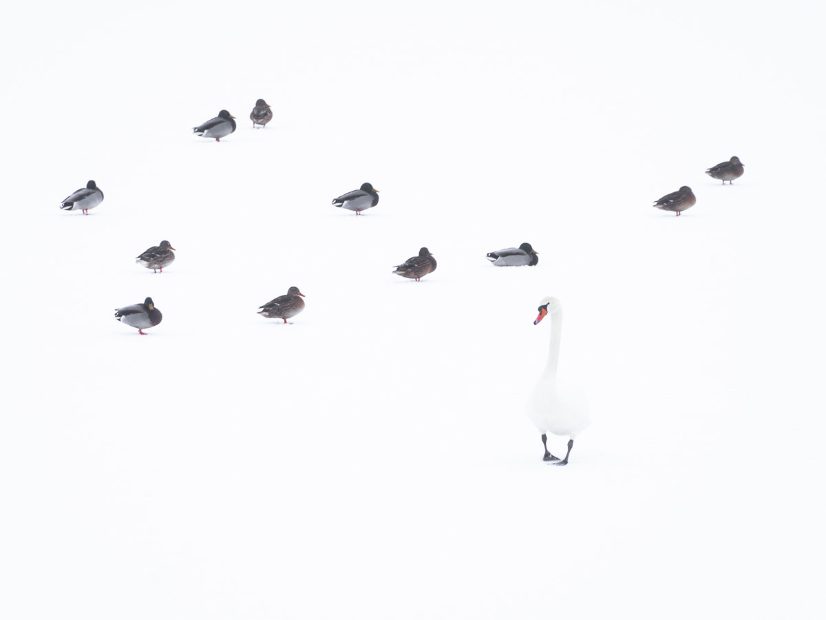 Olympus OM-D E-M1 sample photo. Schwan und enten im schnee photography