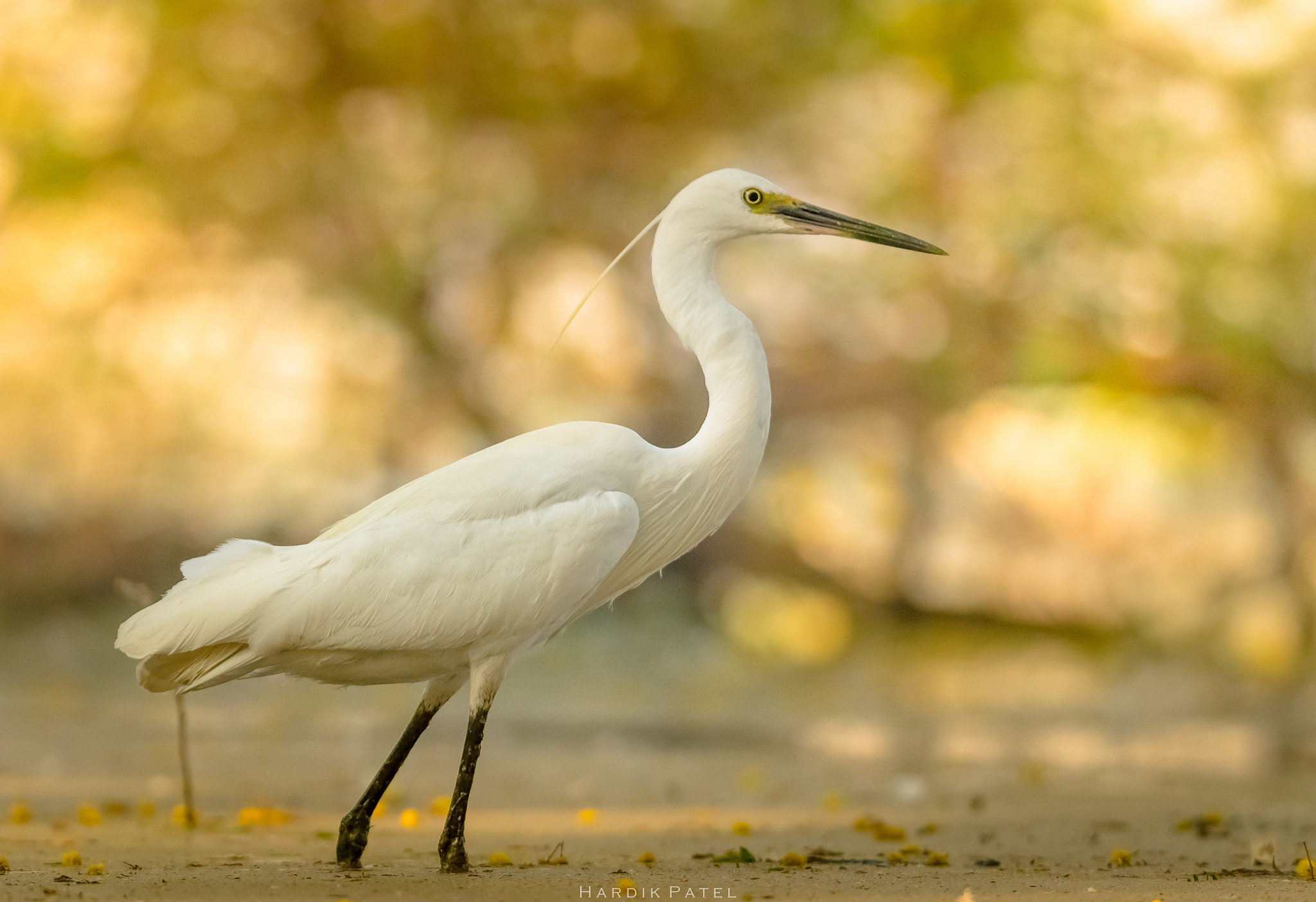 Nikon D5 sample photo. Egret photography