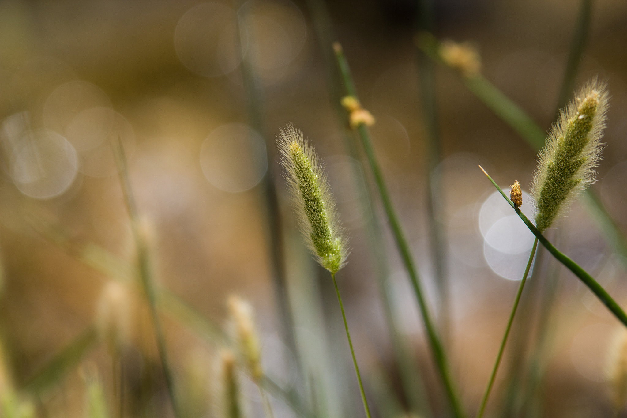 Sigma 70-200mm F2.8 EX DG OS HSM sample photo. Grass seeds photography