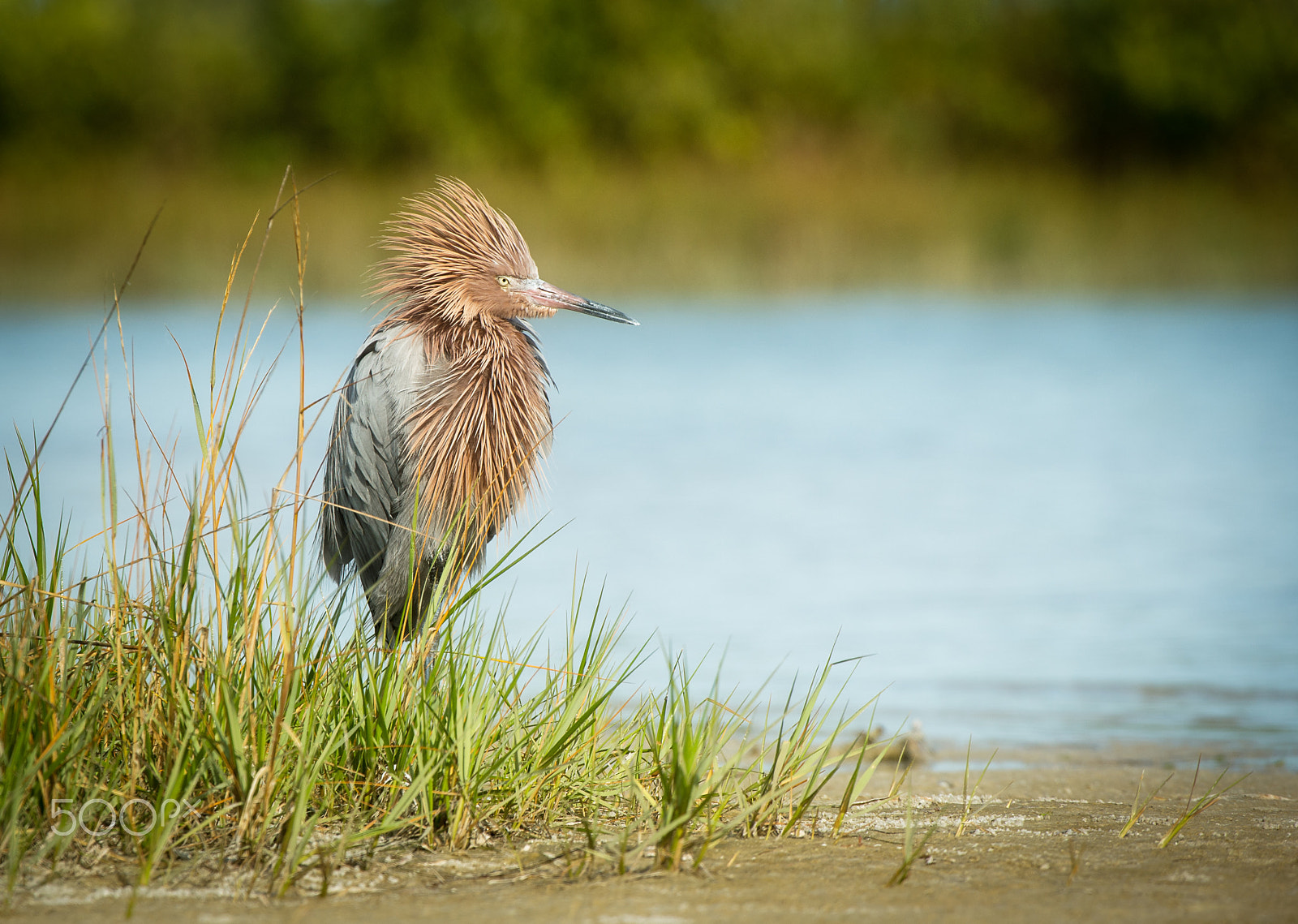 Nikon D4 + Nikon AF-S Nikkor 200-400mm F4G ED-IF VR sample photo. Reddish egret photography