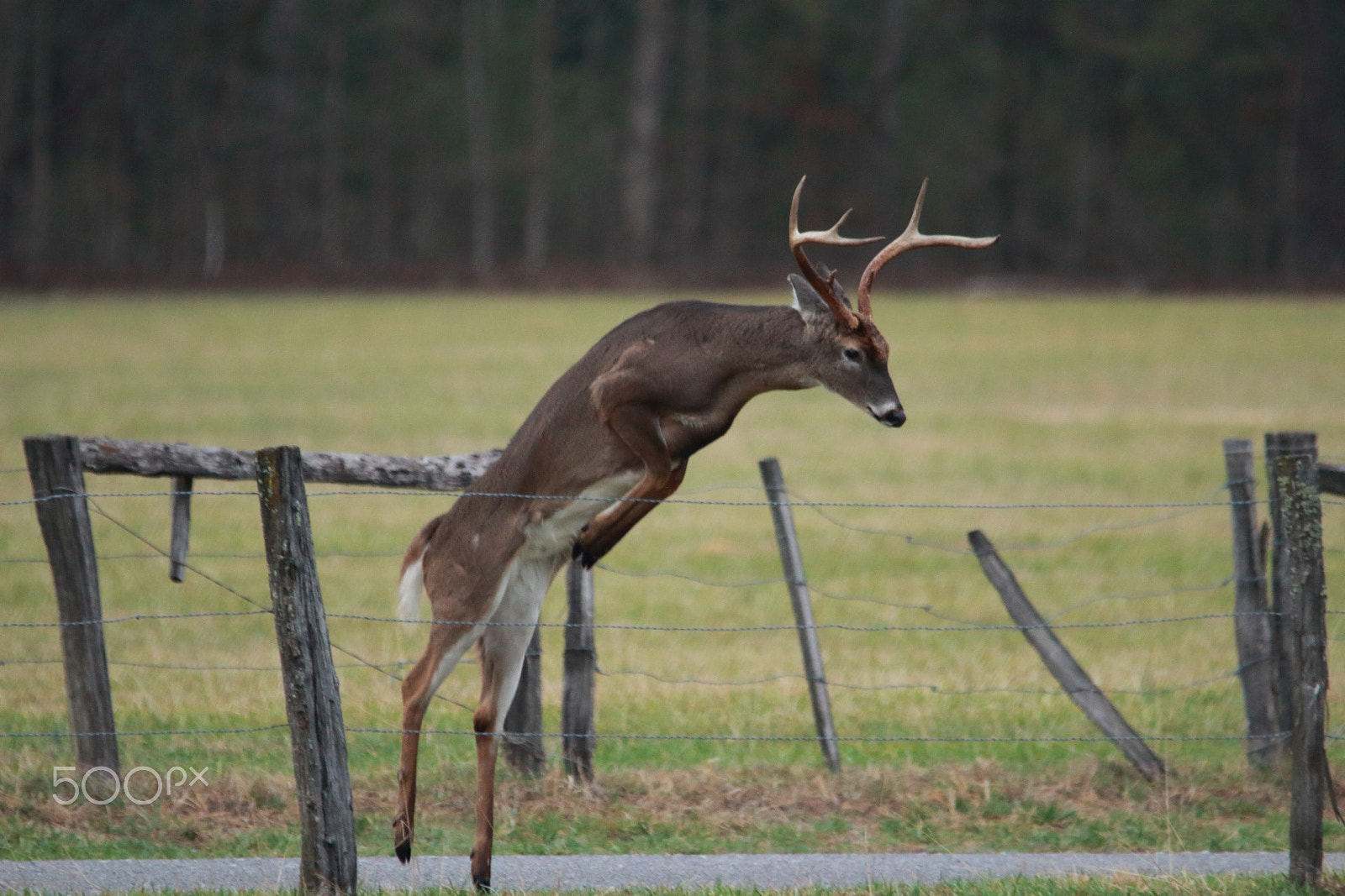 Sigma 150-500mm F5-6.3 DG OS HSM sample photo. Buck jumping fence photography