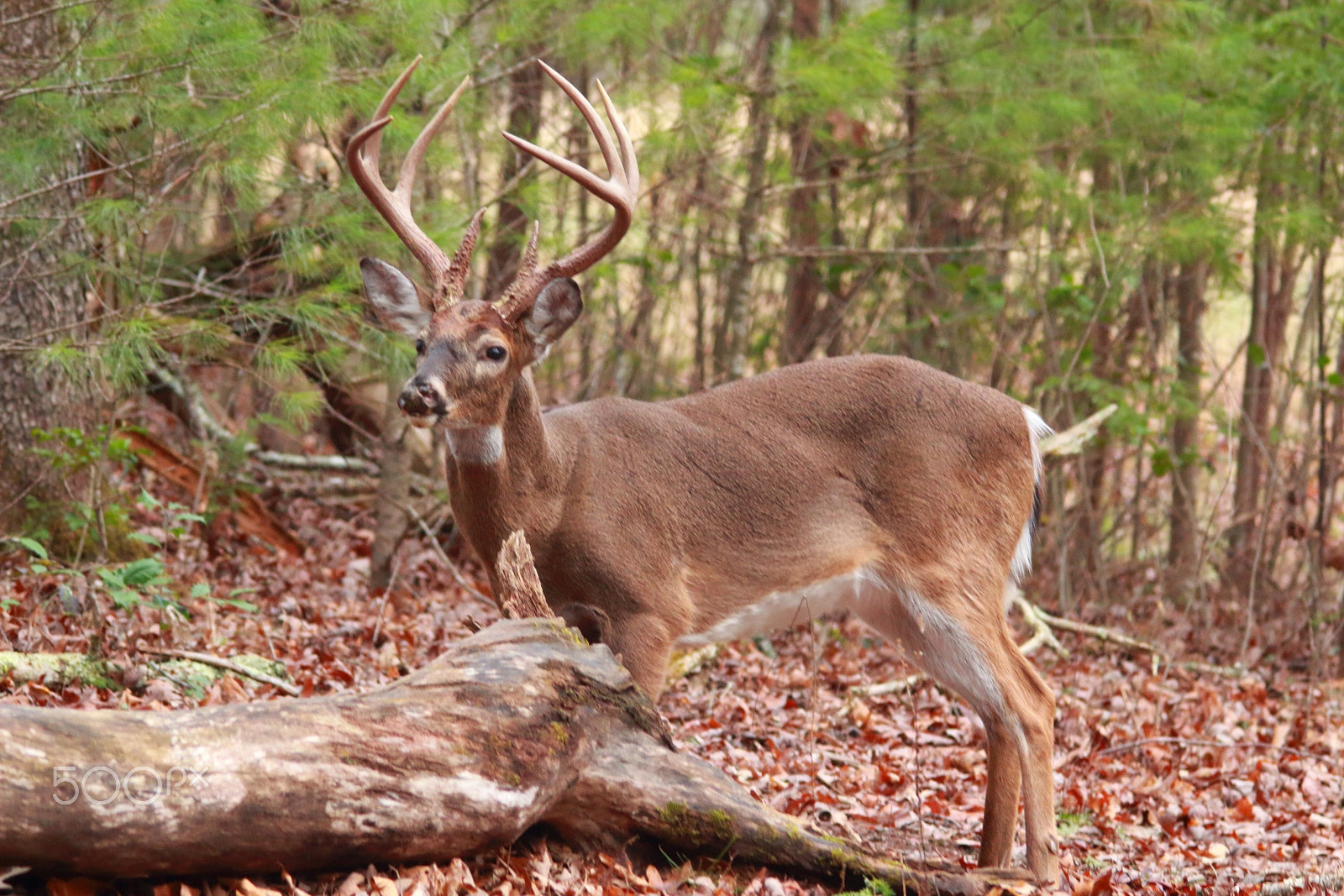 Sigma 150-500mm F5-6.3 DG OS HSM sample photo. Big buck posing photography