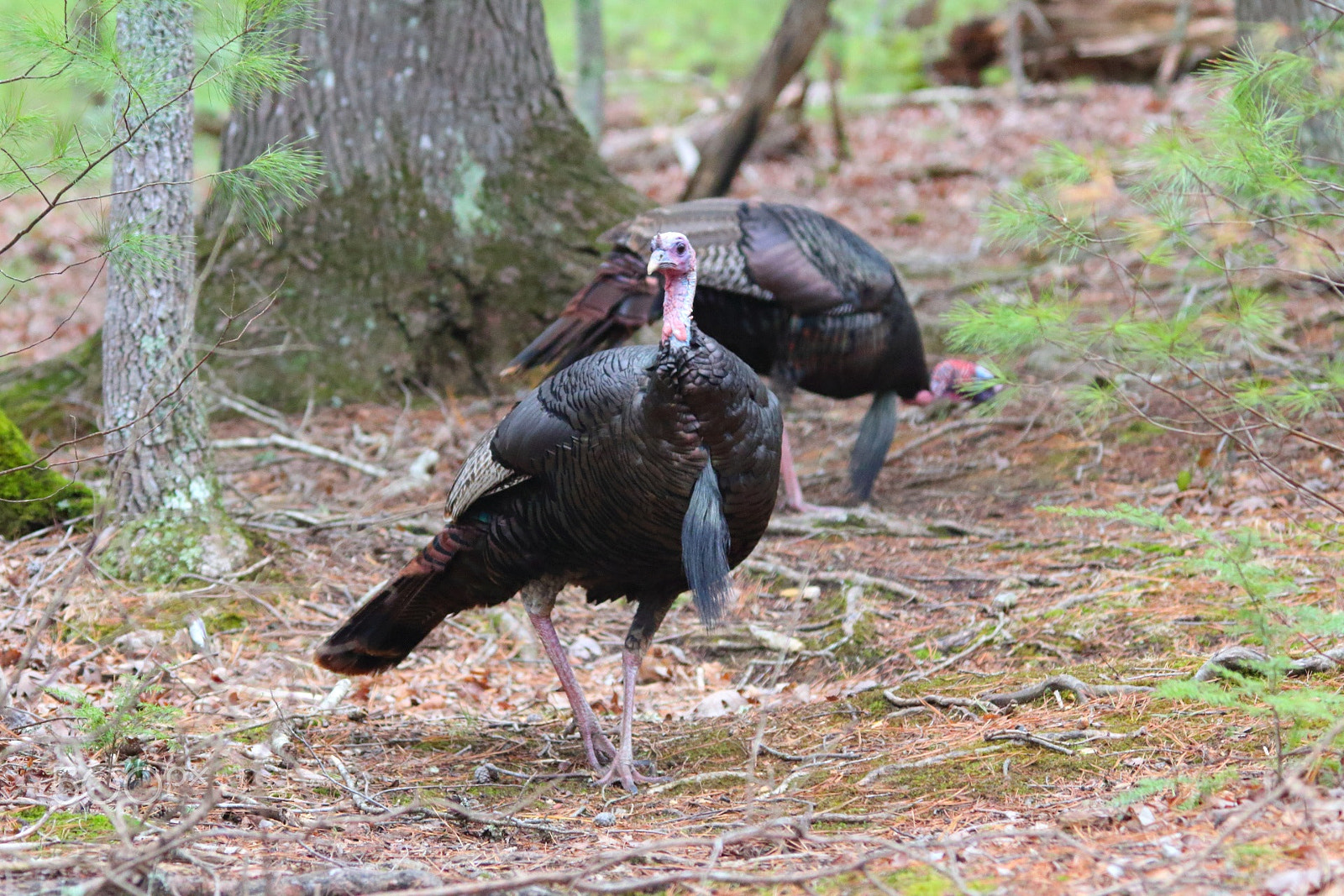 Sigma 150-500mm F5-6.3 DG OS HSM sample photo. 2 big gobblers photography