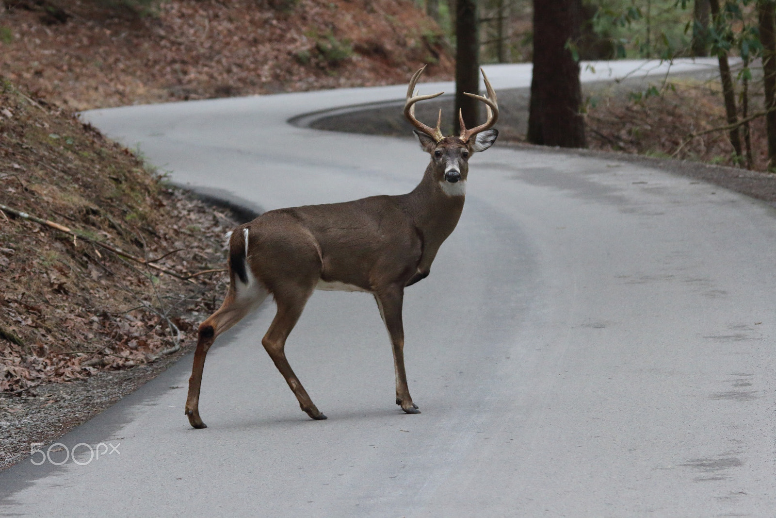 Sigma 150-500mm F5-6.3 DG OS HSM sample photo. Buck in the road photography