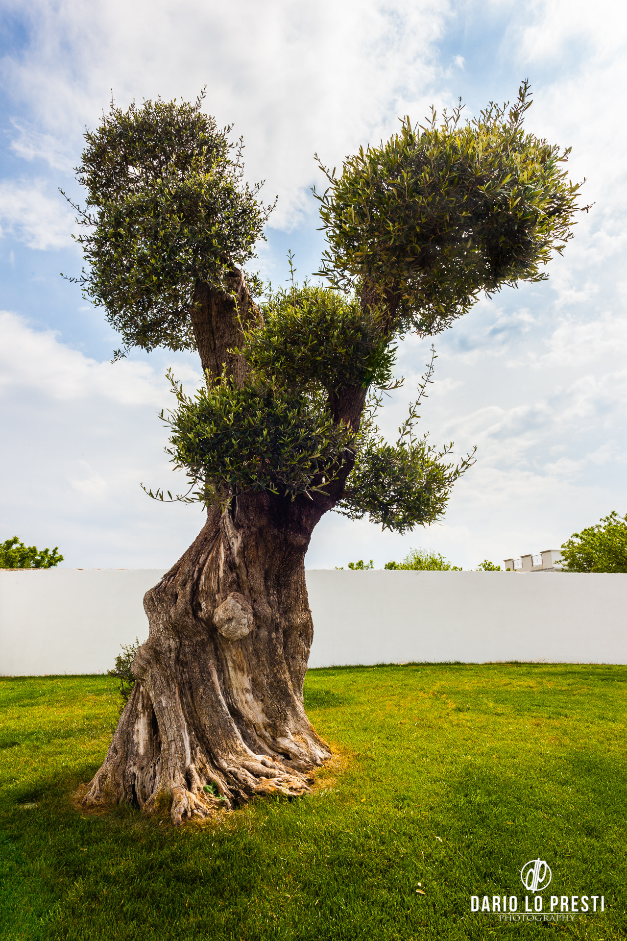 Canon EF 24mm F2.8 sample photo. Olive tree photography