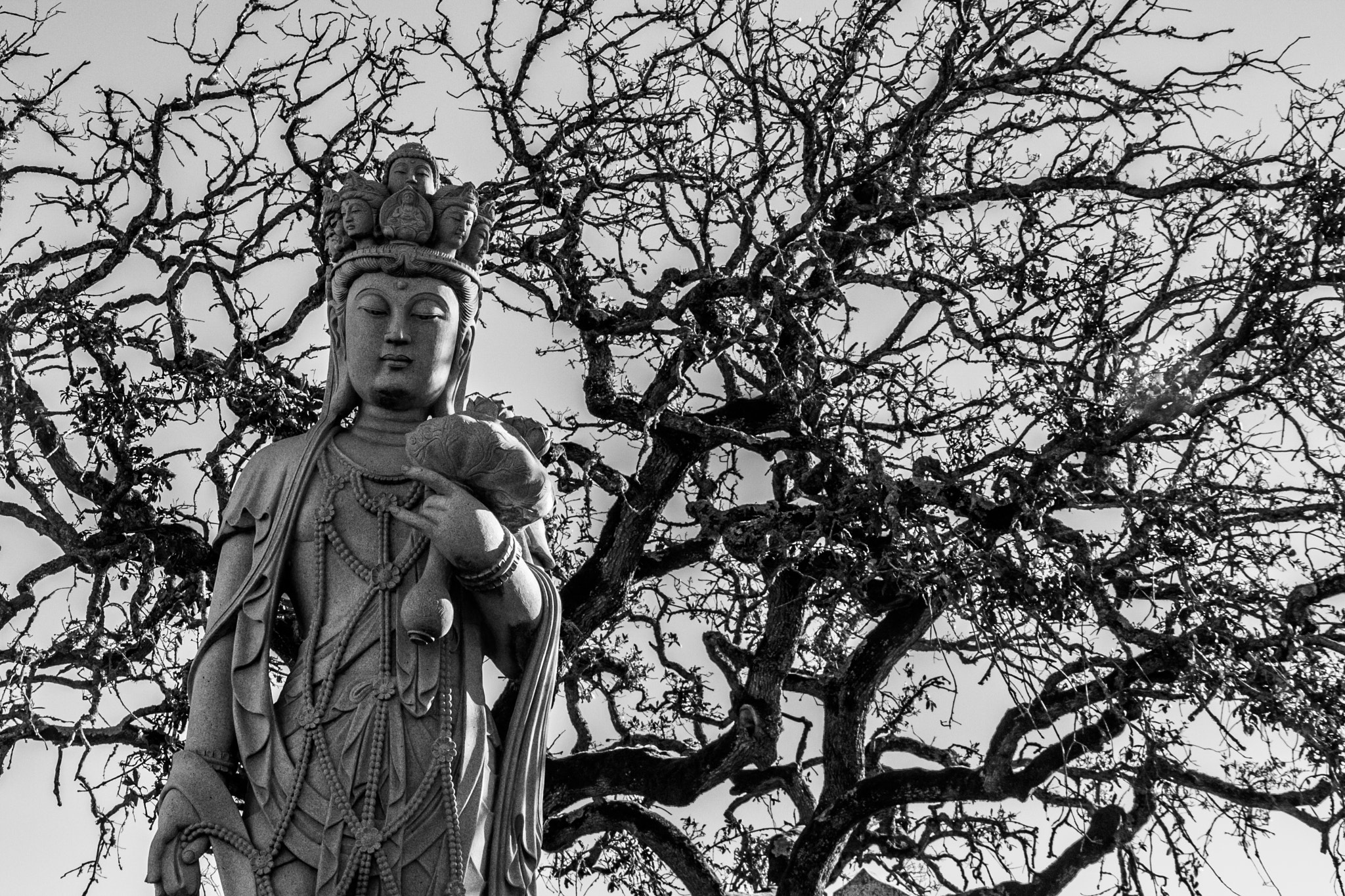 Canon EOS 40D sample photo. Buddha eden photography