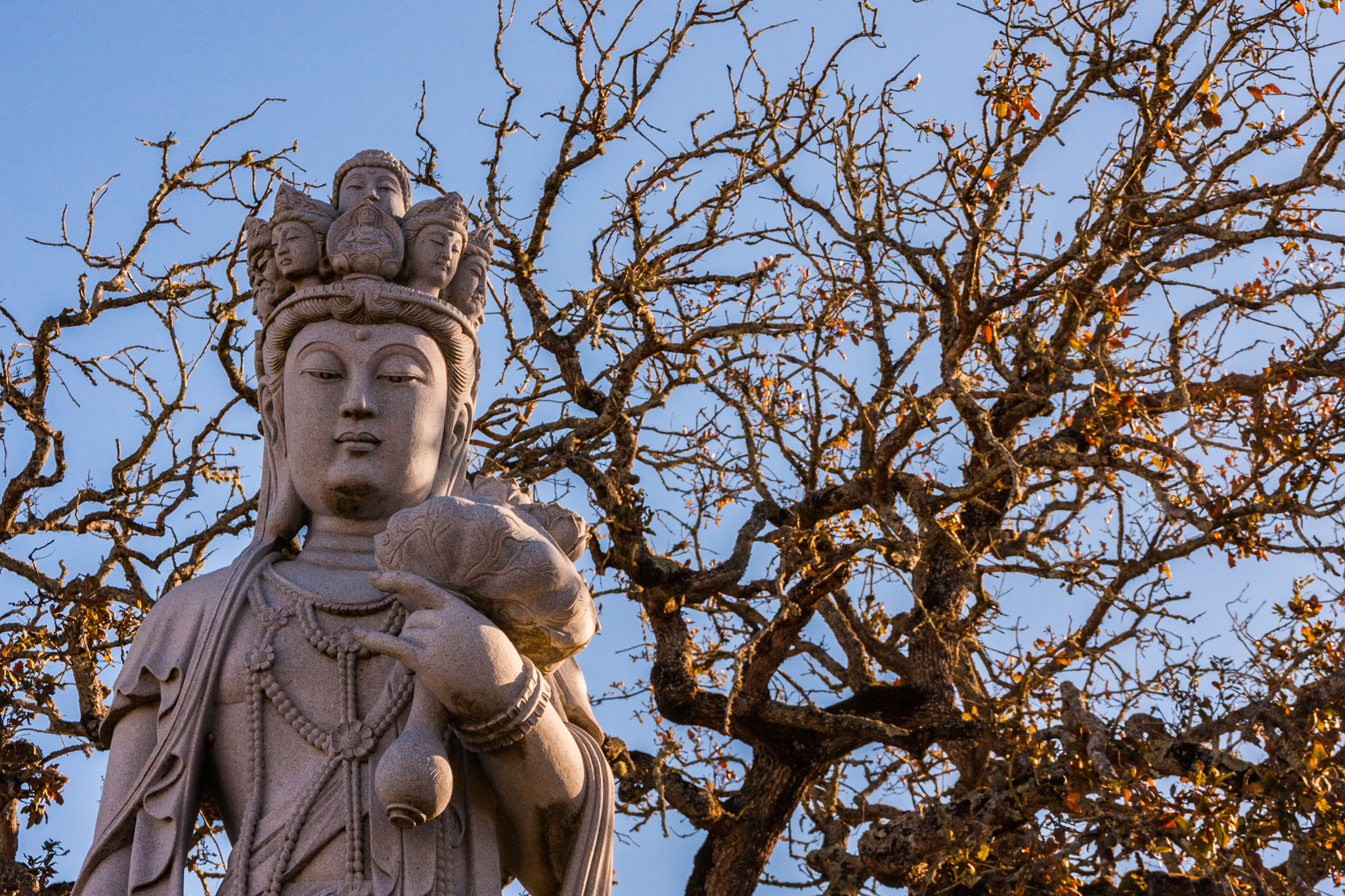 Canon EOS 40D sample photo. Buddha eden photography