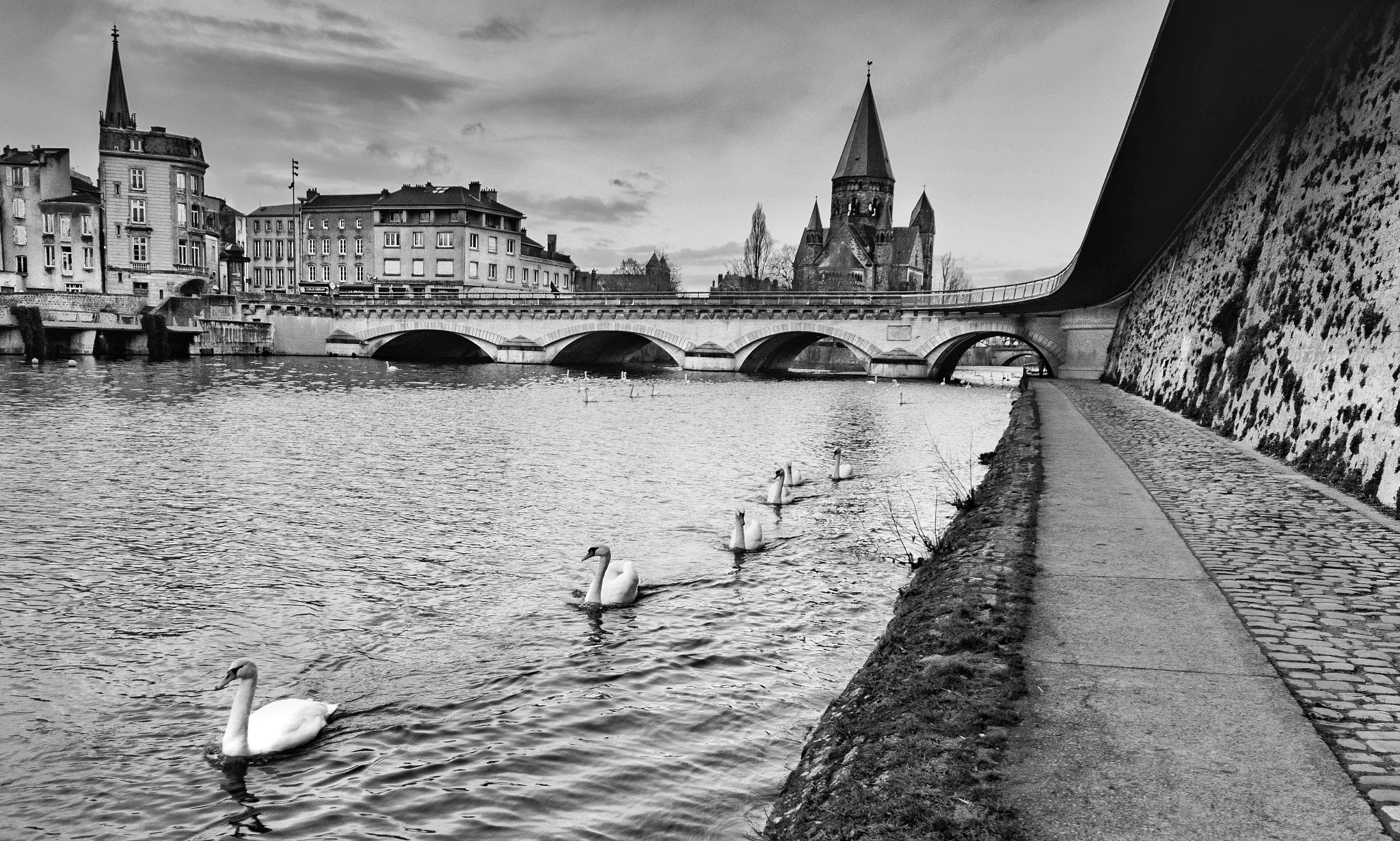 Sigma 17-70mm F2.8-4 DC Macro OS HSM | C sample photo. Swans line photography