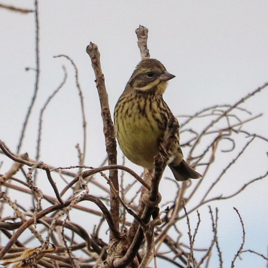 Canon EOS 750D (EOS Rebel T6i / EOS Kiss X8i) + Canon EF-S 55-250mm F4-5.6 IS STM sample photo. Black-faced bunting photography