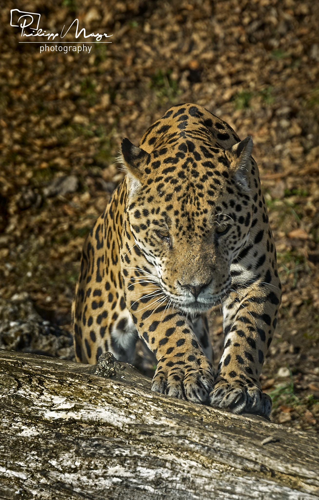 Sony a7 II + Canon 24-105mm F4 DG OS HSM | Art 013 sample photo. Leopard photography