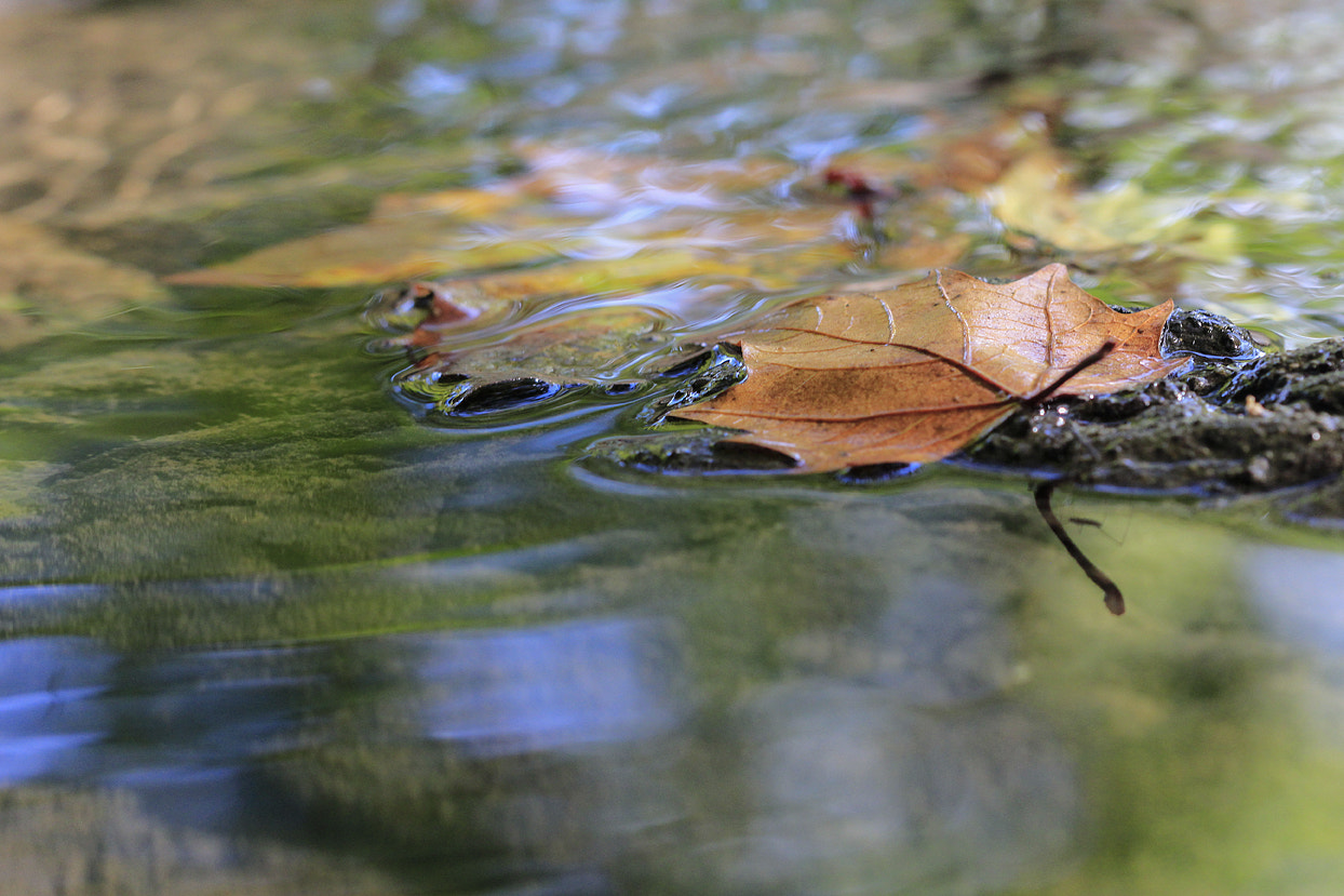 Canon EF 100mm F2.8 Macro USM sample photo. Estancada photography