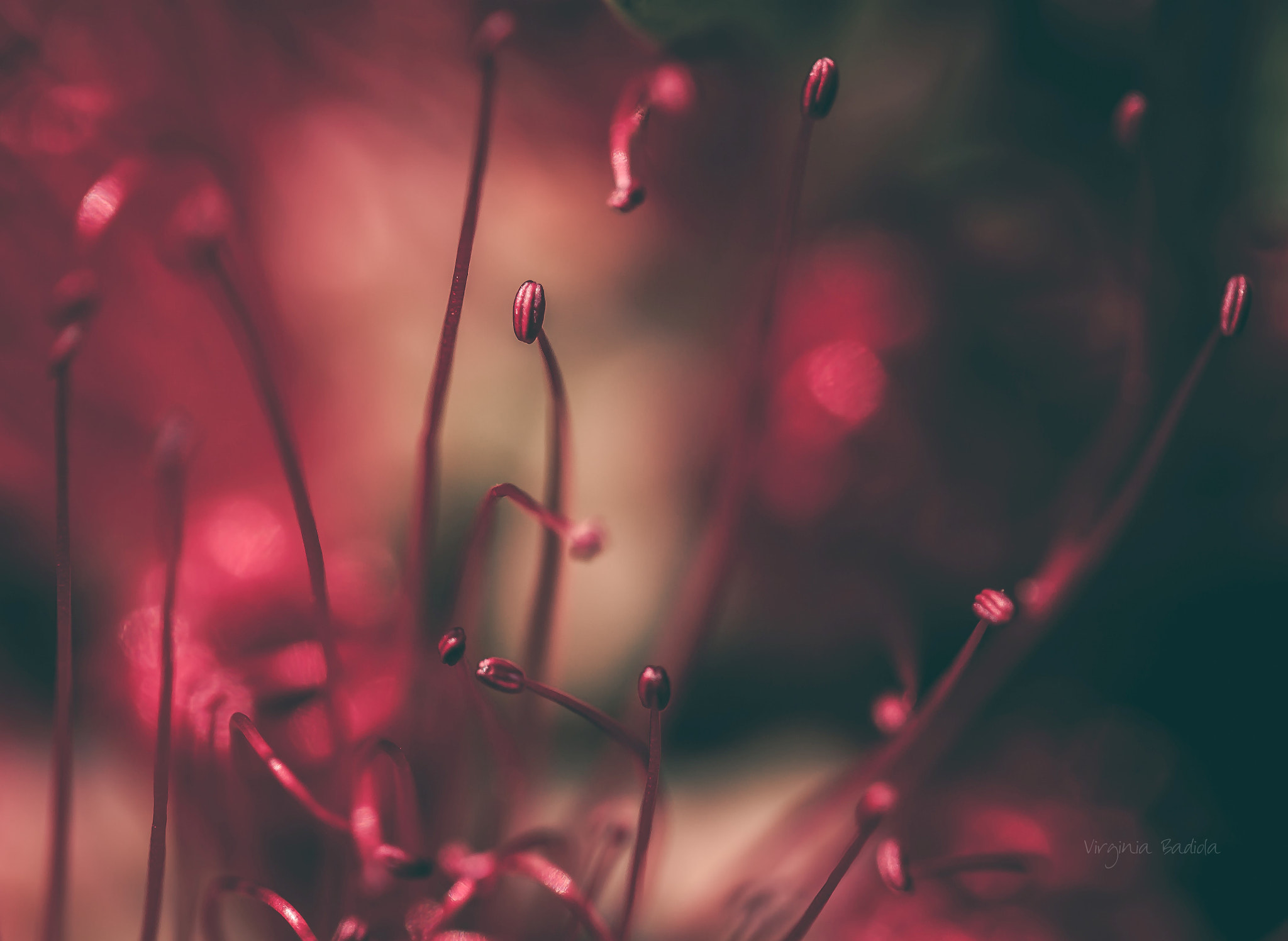 Canon EF-S 60mm F2.8 Macro USM sample photo. *** photography