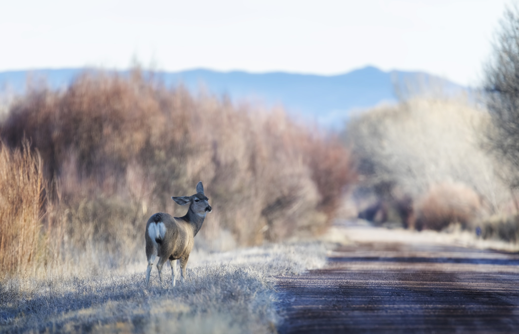 Tamron SP 150-600mm F5-6.3 Di VC USD sample photo. Deer photography