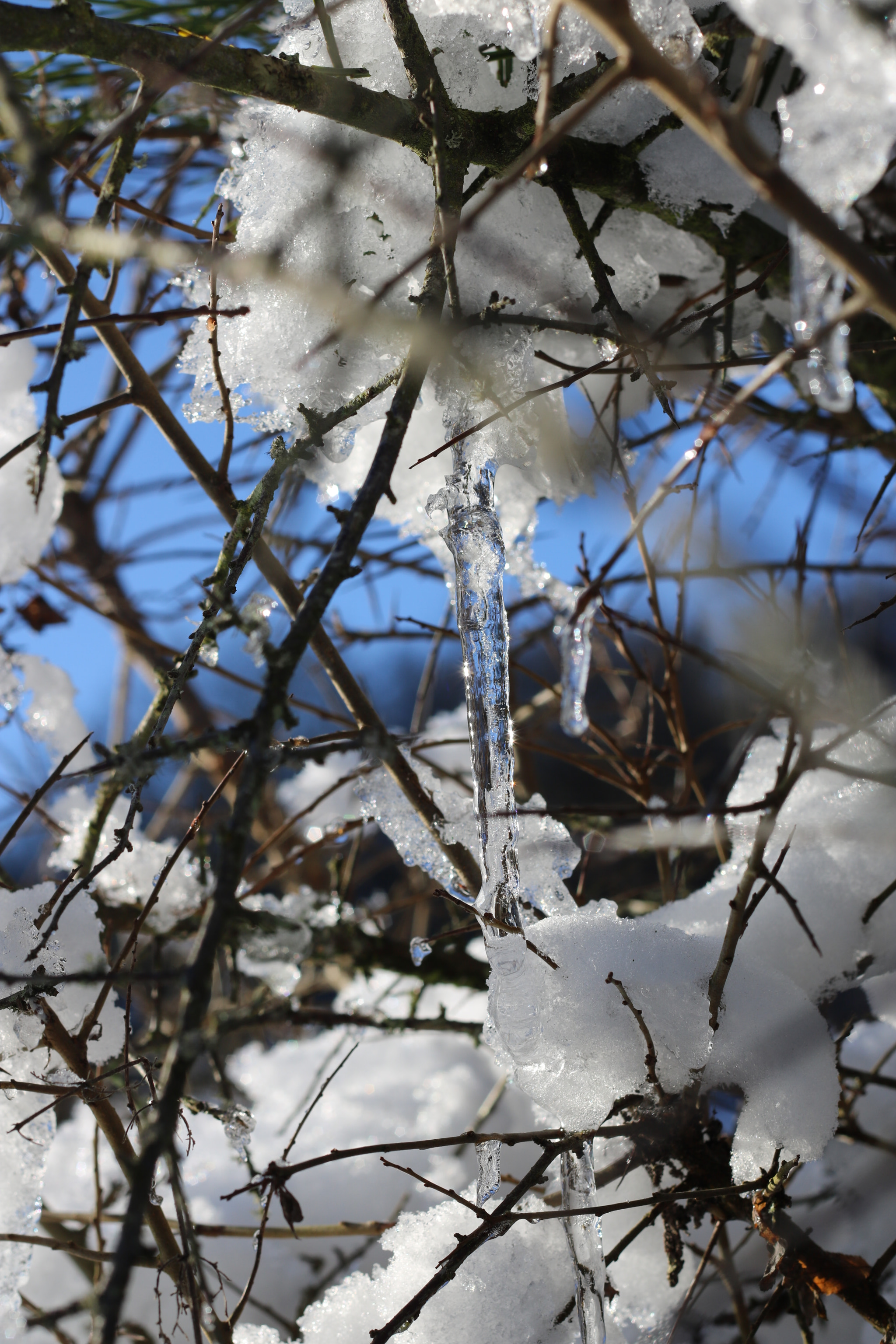 Canon EOS 760D (EOS Rebel T6s / EOS 8000D) + Canon EF 50mm F1.8 II sample photo. Melting snow forming icicles sparkling in the sun - 2 photography