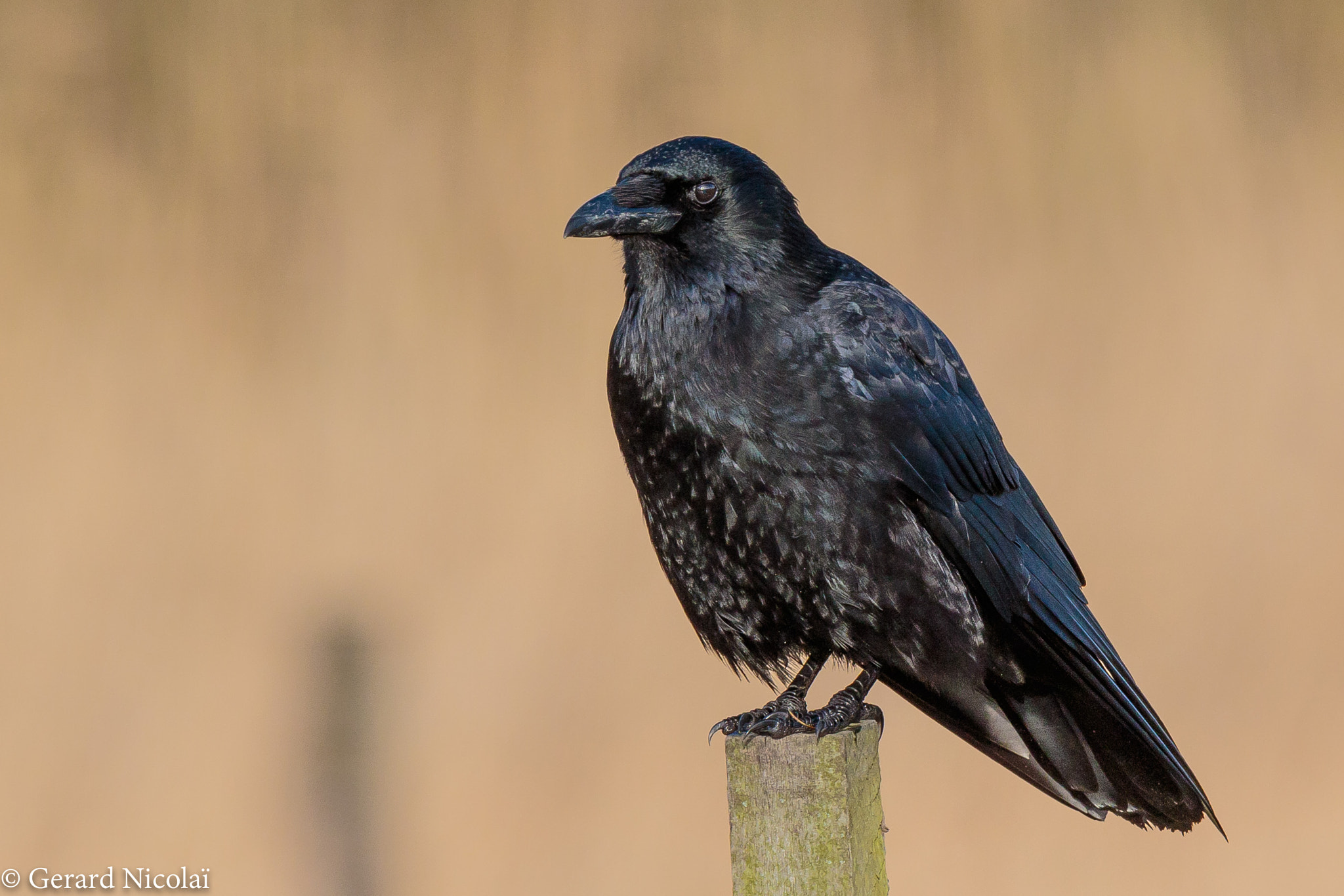 Canon EOS 7D Mark II + Canon EF 300mm F2.8L IS USM sample photo. Carrion crow photography