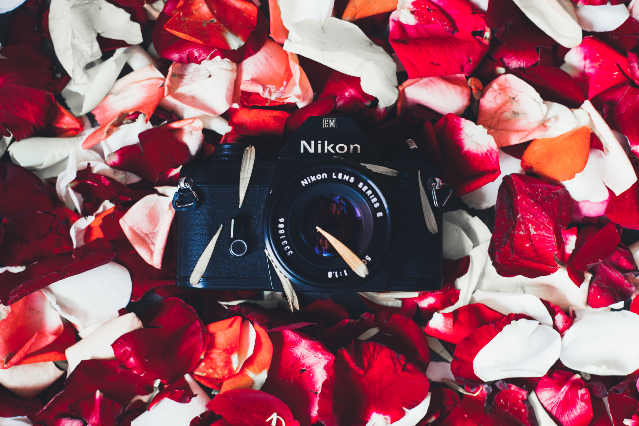 Nikon D610 + Nikon AF Nikkor 50mm F1.4D sample photo. Some of my nikon collection  nikon em nikkor f/1.8 ai-s 50mm photography