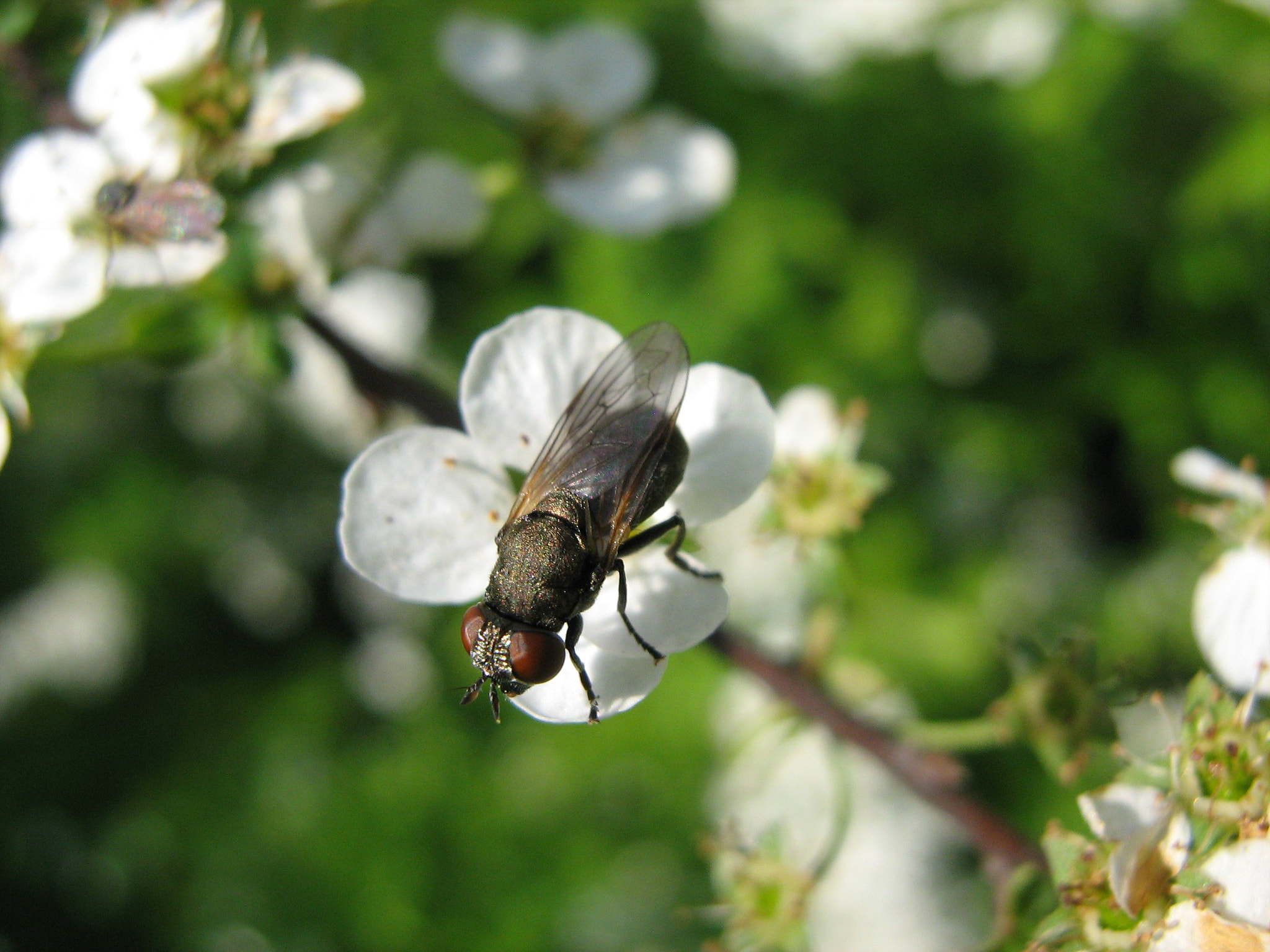 Canon POWERSHOT A450 sample photo. Img photography