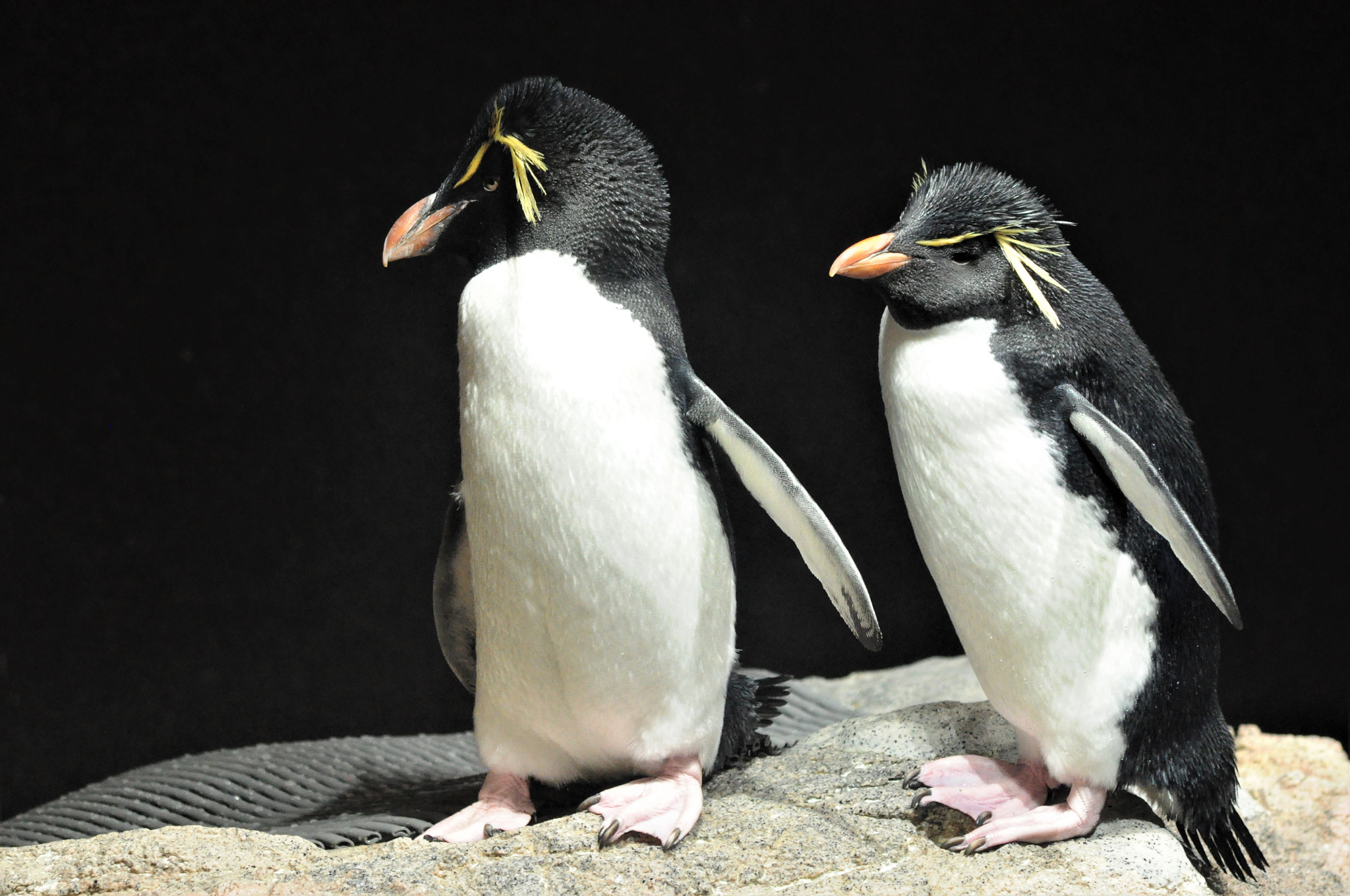 Nikon D90 sample photo. Penguin photography