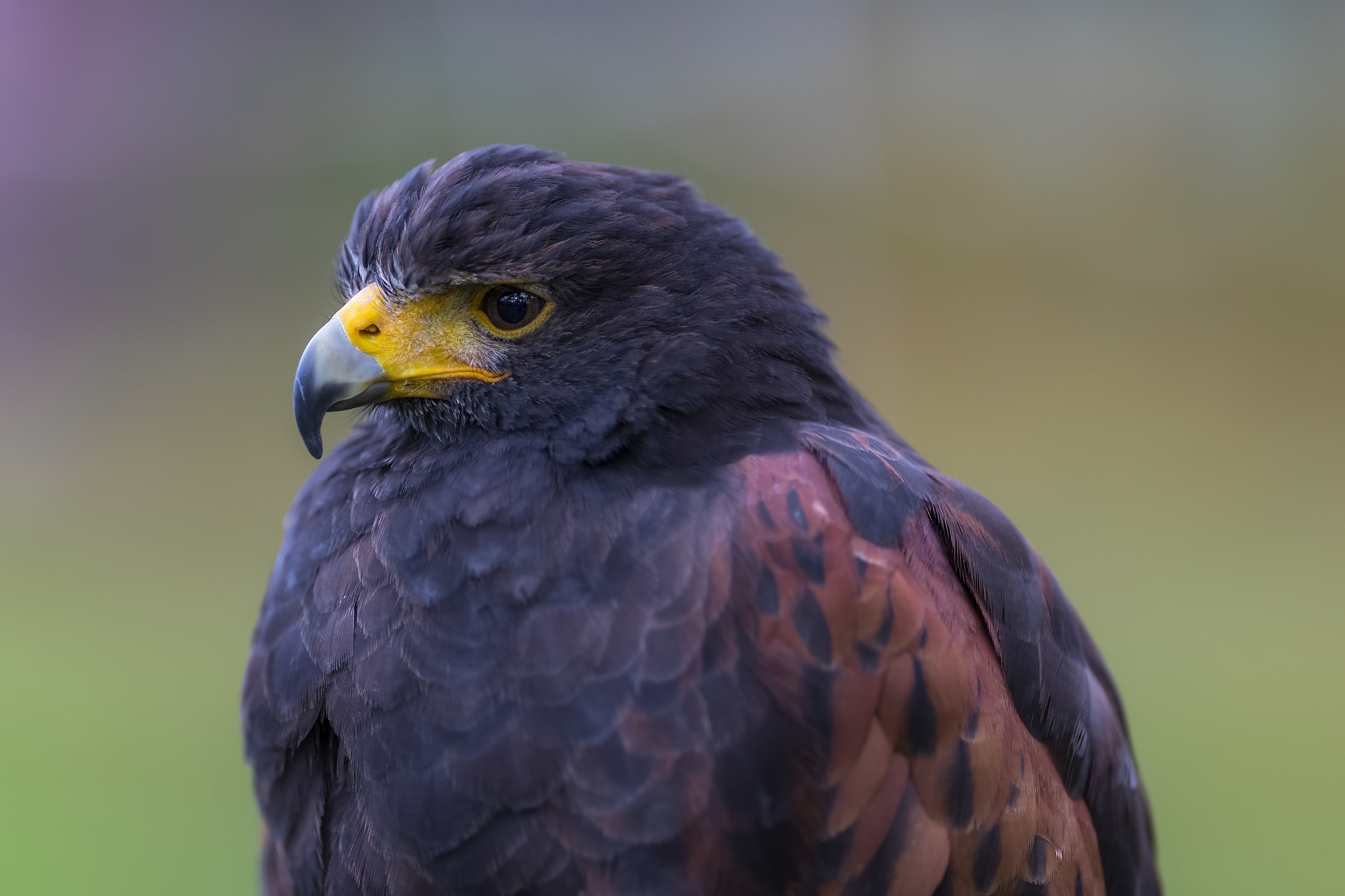Canon EF 200mm F2L IS USM sample photo. Bussard portrait... photography