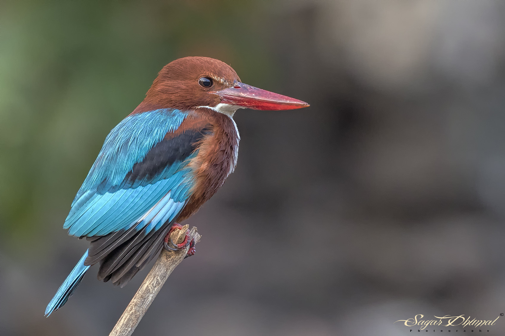 Canon EF 500mm F4L IS II USM sample photo. White-throated kingfisher photography