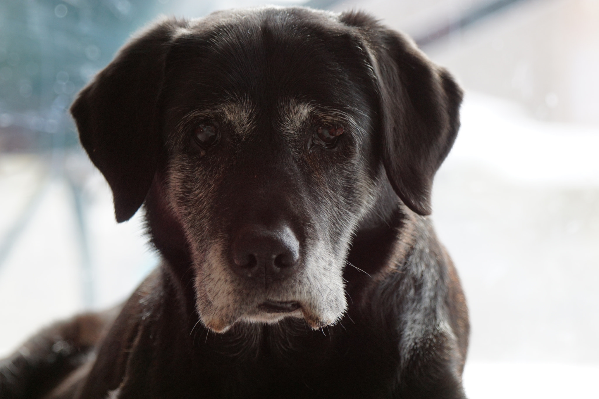 Sony ILCA-77M2 + Sony 70-400mm F4-5.6 G SSM sample photo. Cachou () photography