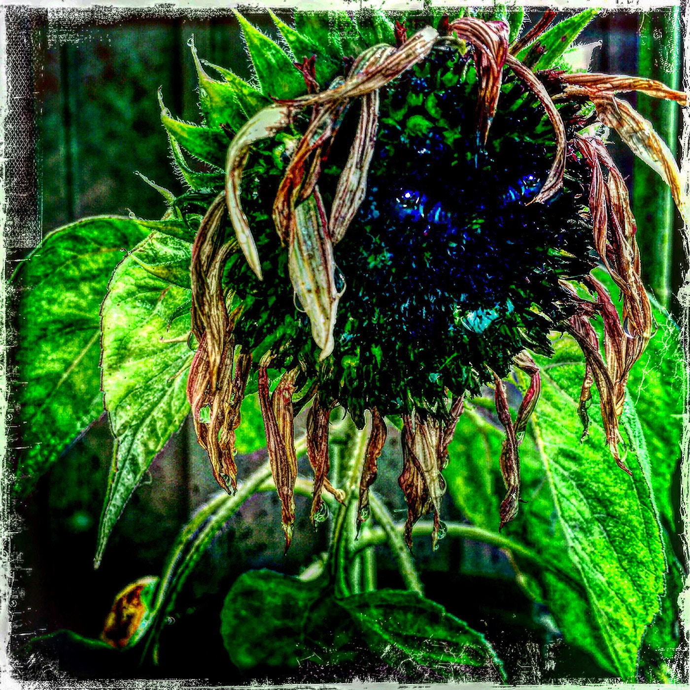 Hipstamatic 314 sample photo. Sad eyes photography