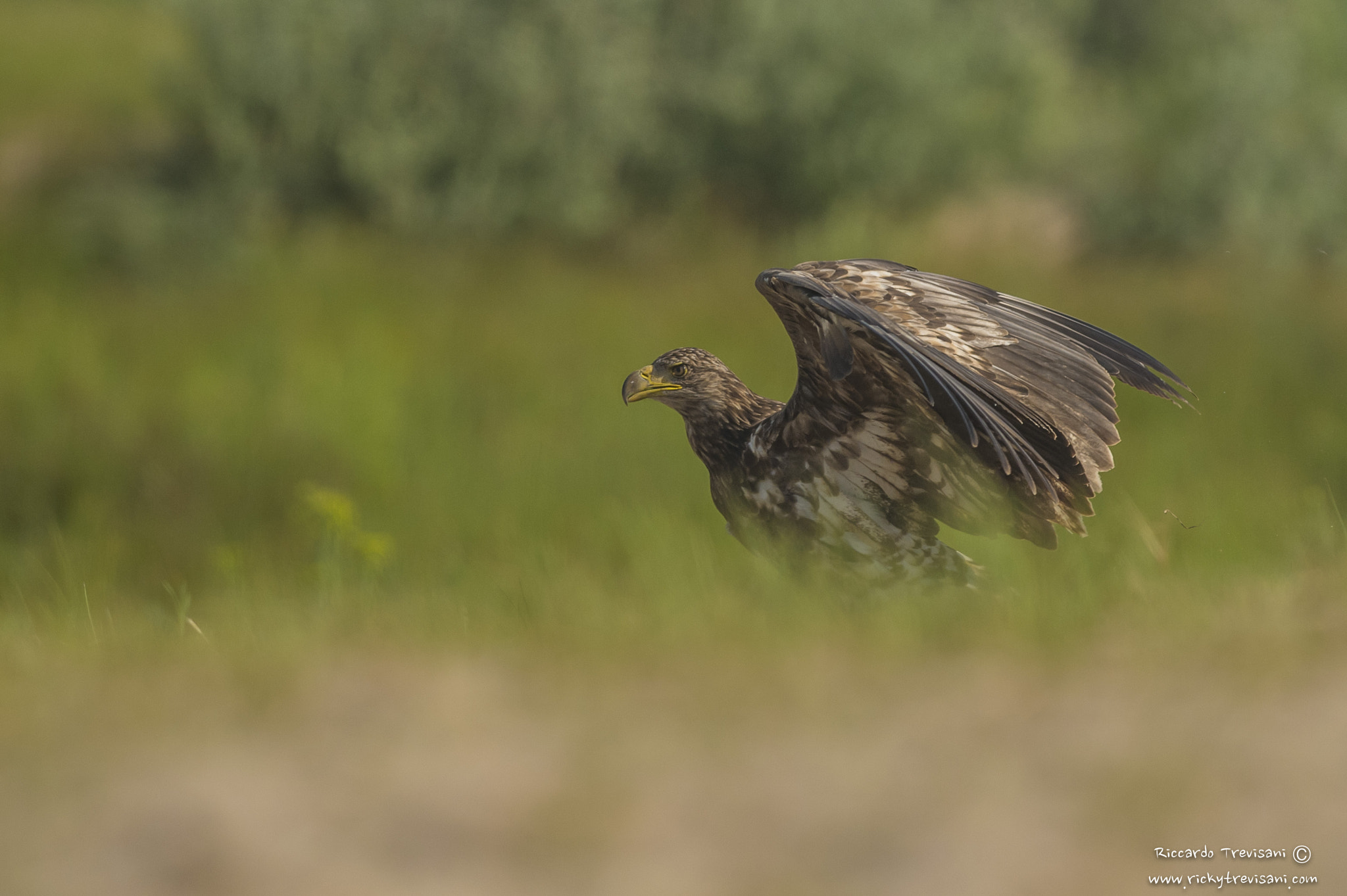 Nikon AF-S Nikkor 300mm F2.8G ED VR II sample photo. White tailed eagle, take off photography