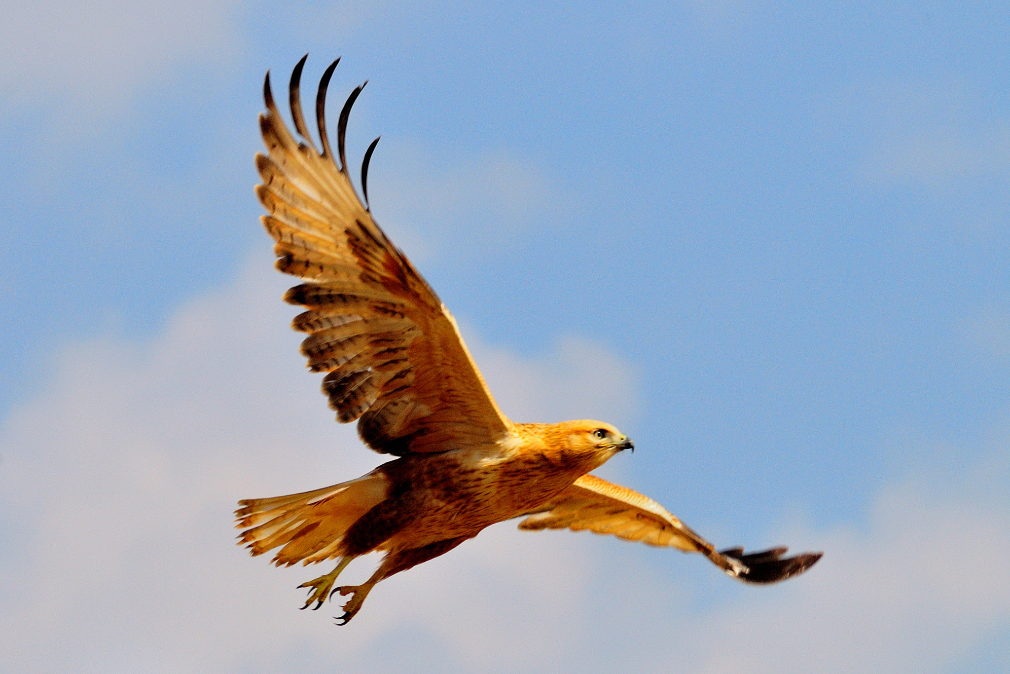 Nikon D300 + AF Zoom-Nikkor 75-300mm f/4.5-5.6 sample photo. Long-legged buzzard photography