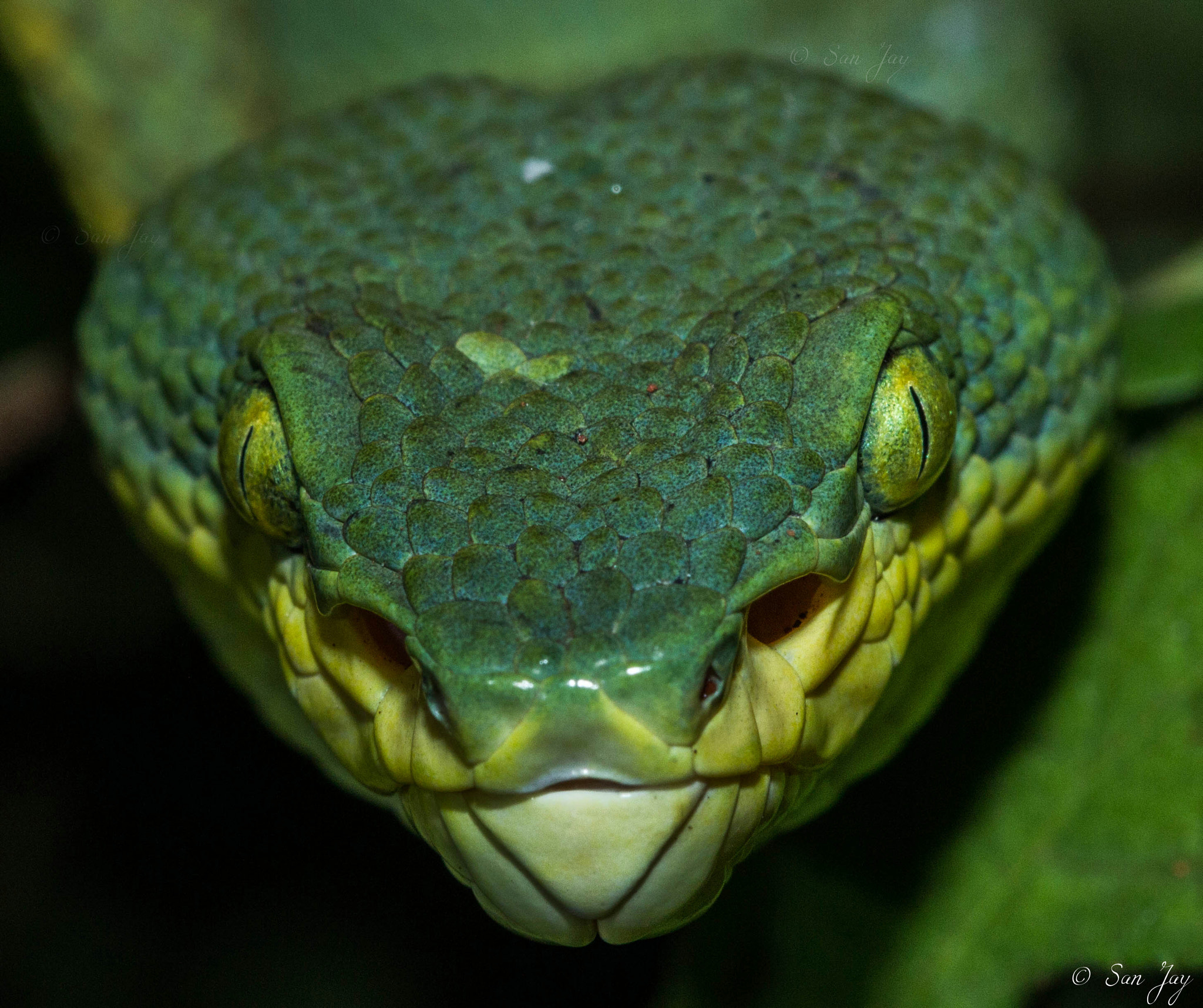 Canon EOS 600D (Rebel EOS T3i / EOS Kiss X5) + Canon EF 100mm F2.8 Macro USM sample photo. Bamboo pit viper photography