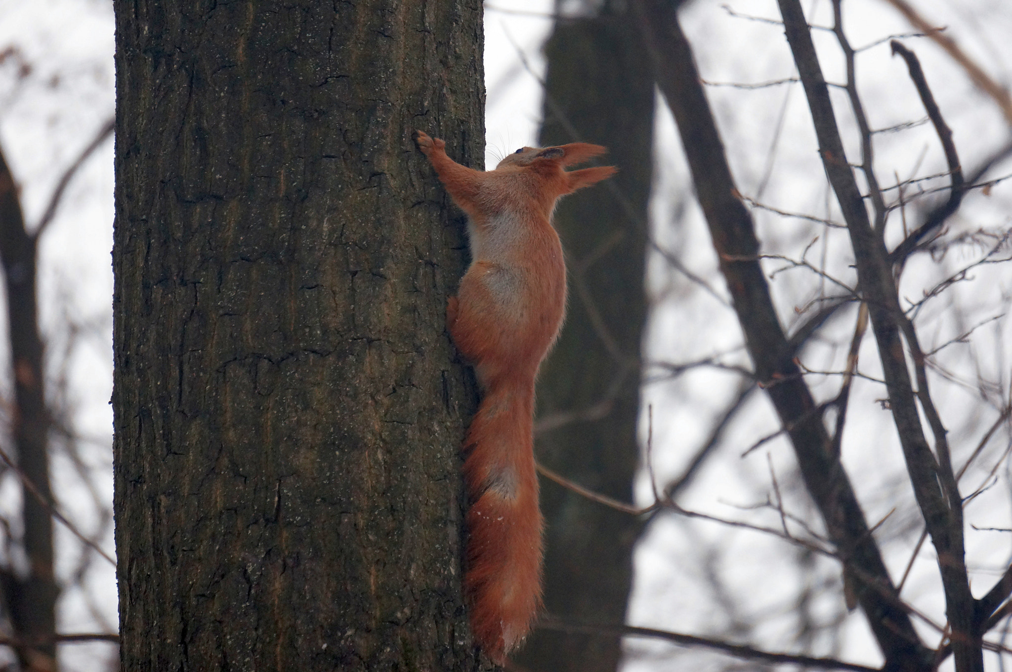 Sony E 55-210mm F4.5-6.3 OSS sample photo. Red tail photography
