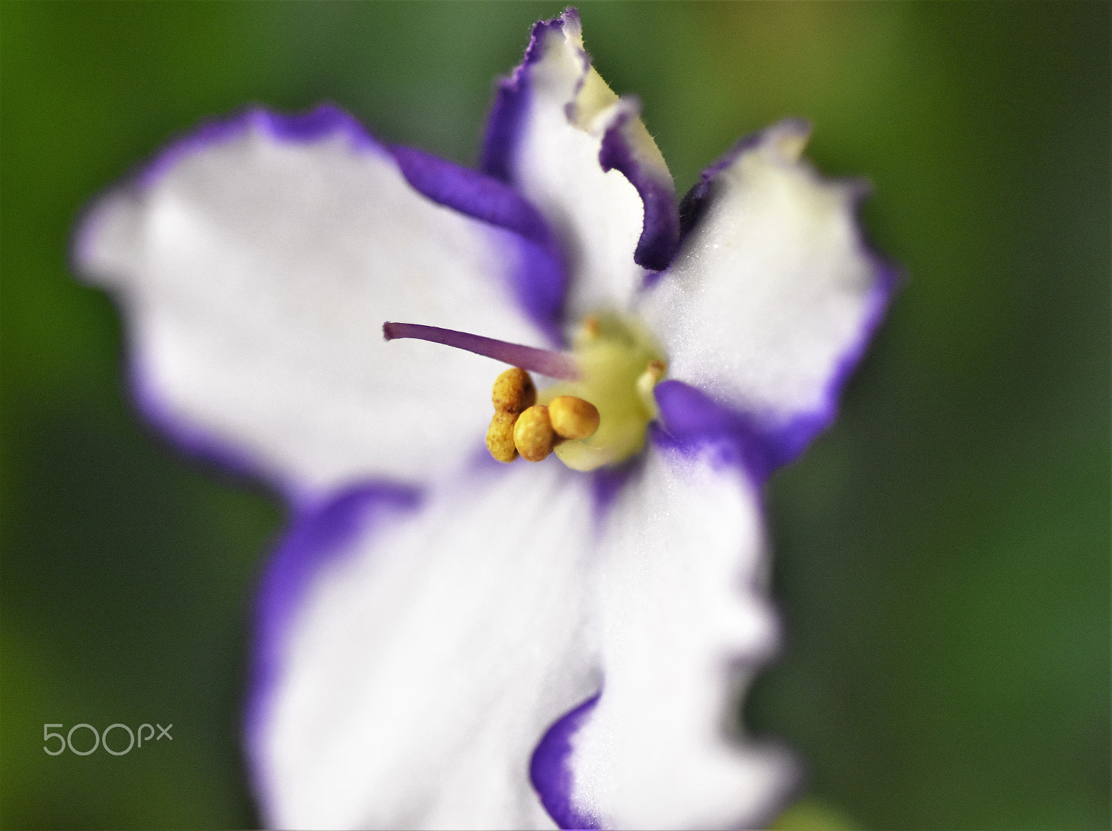 Nikon D7200 + AF Micro-Nikkor 60mm f/2.8 sample photo. Days later photography