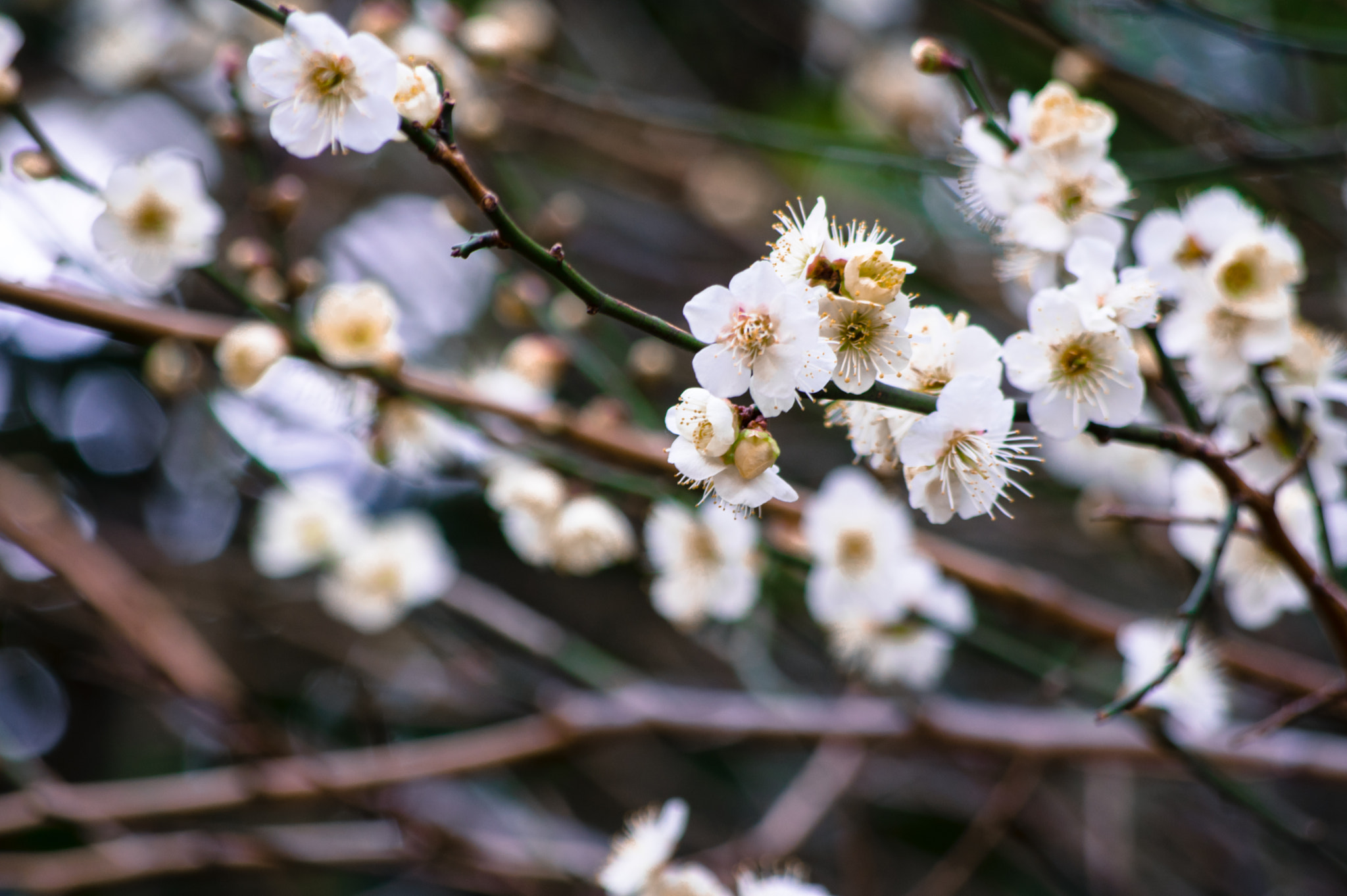 Pentax smc DA 50-200mm F4-5.6 ED WR sample photo. 15 photography