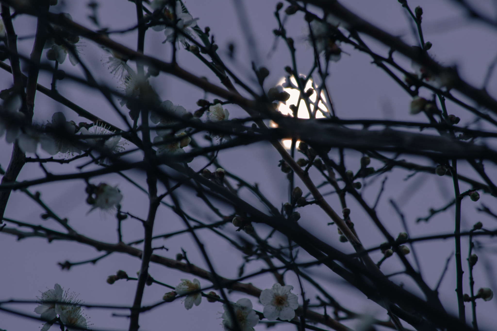 Pentax smc DA 50-200mm F4-5.6 ED WR sample photo. 14 photography