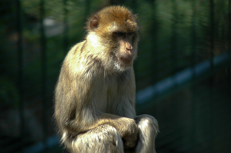 Nikon D70 sample photo. Ape photography