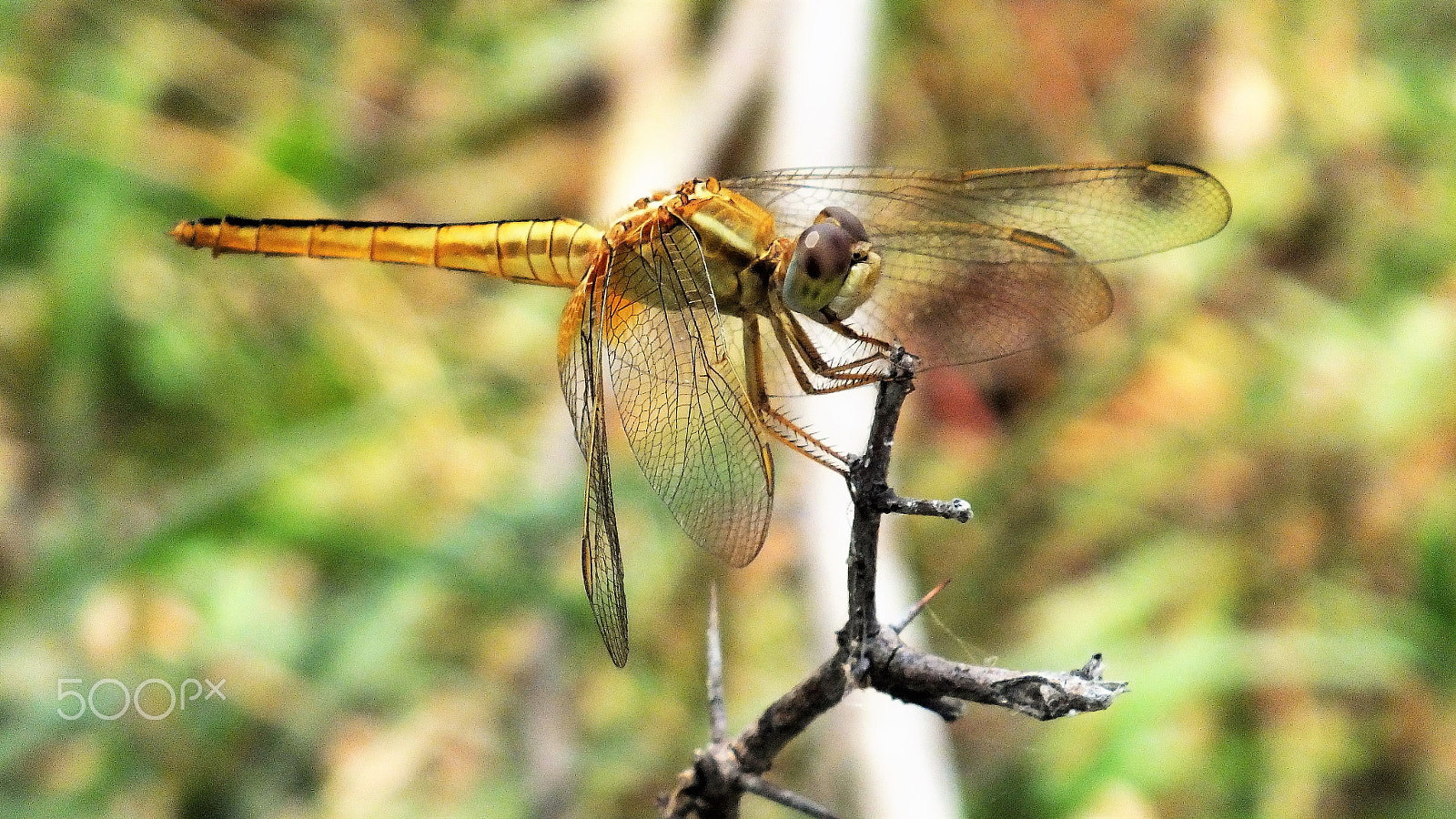 Fujifilm FinePix HS28EXR sample photo. Dragonfly photography