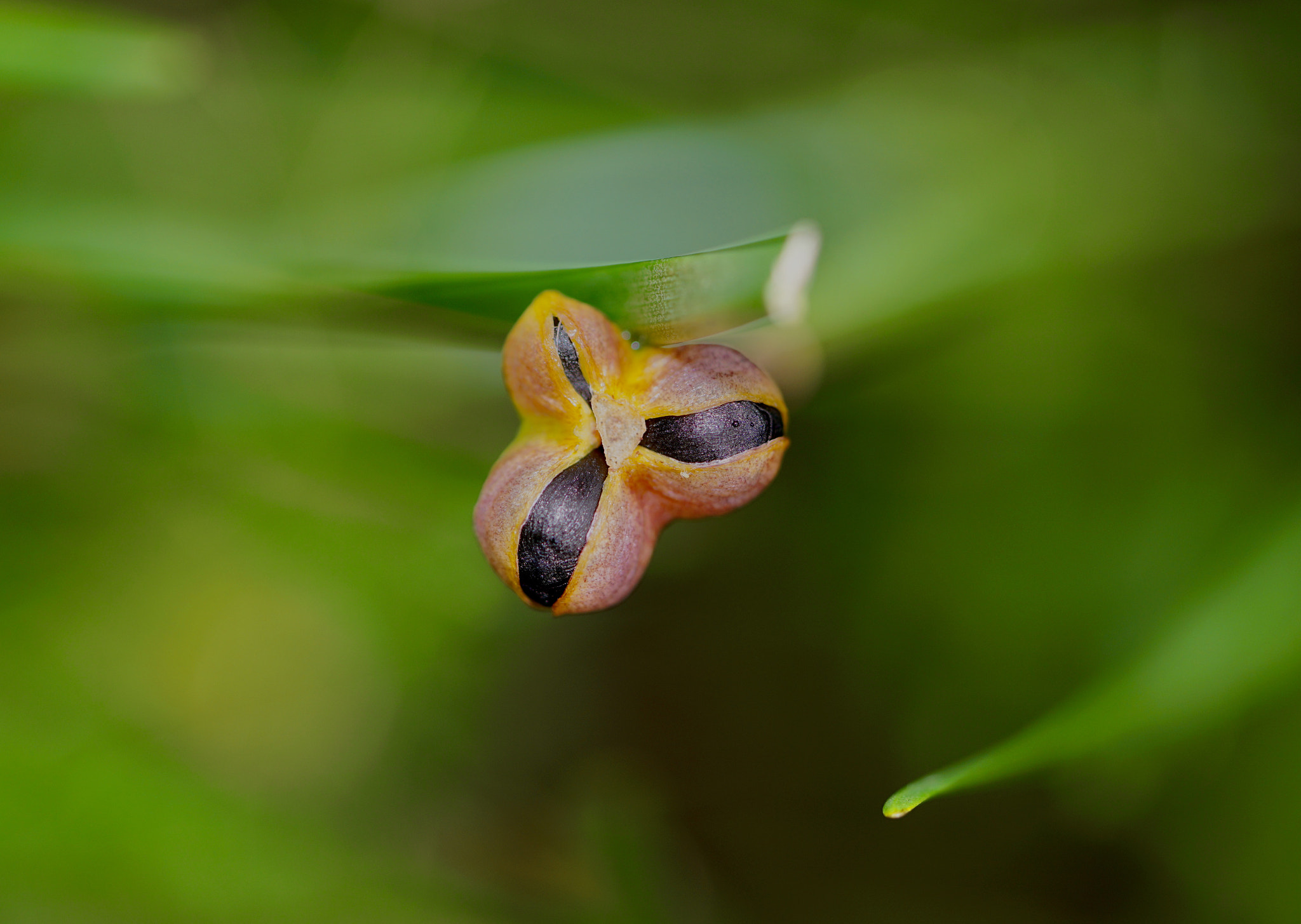 Sony a7R II + Sony FE 90mm F2.8 Macro G OSS sample photo