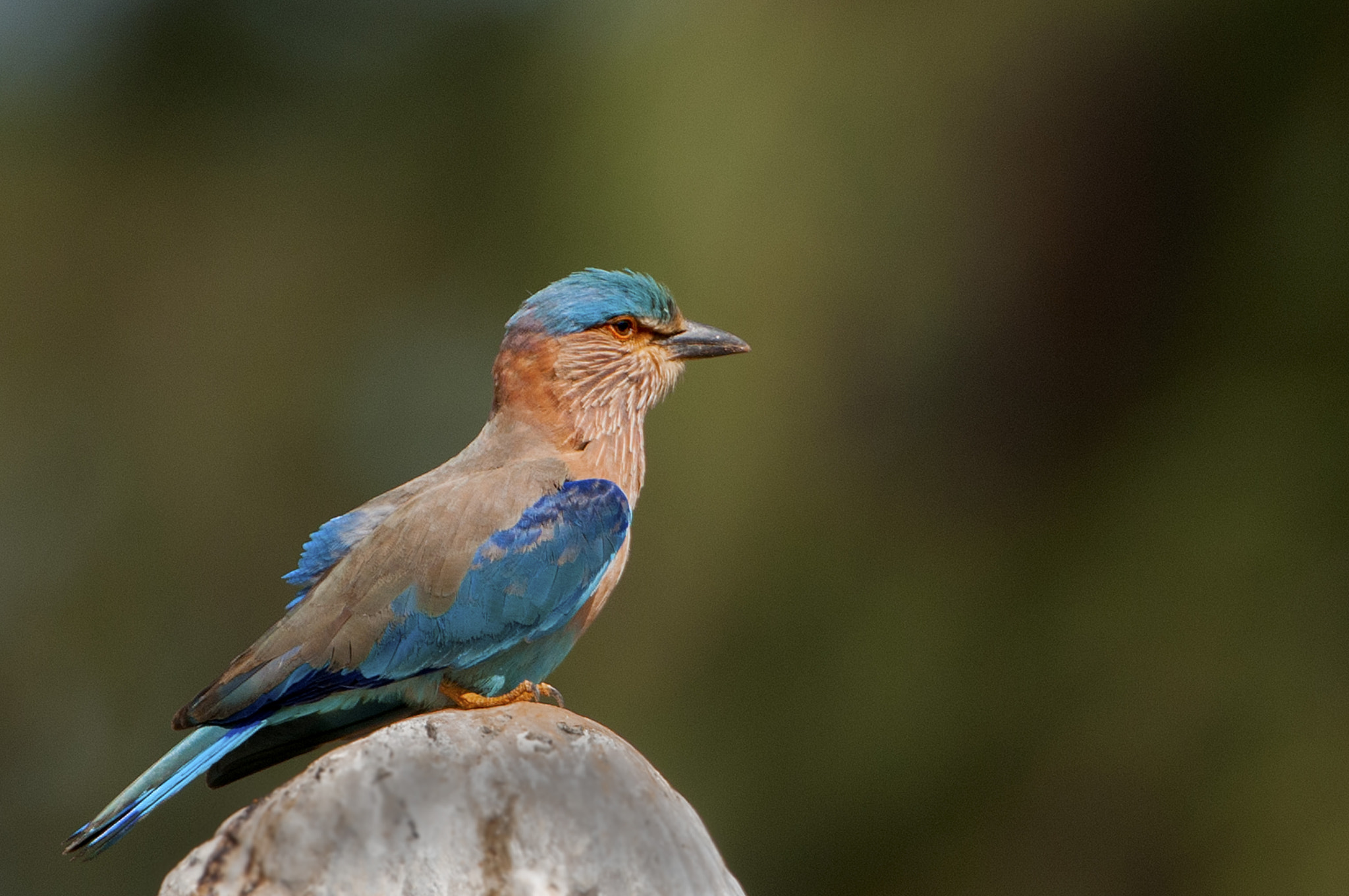 Nikon D300S sample photo. Indian roller photography