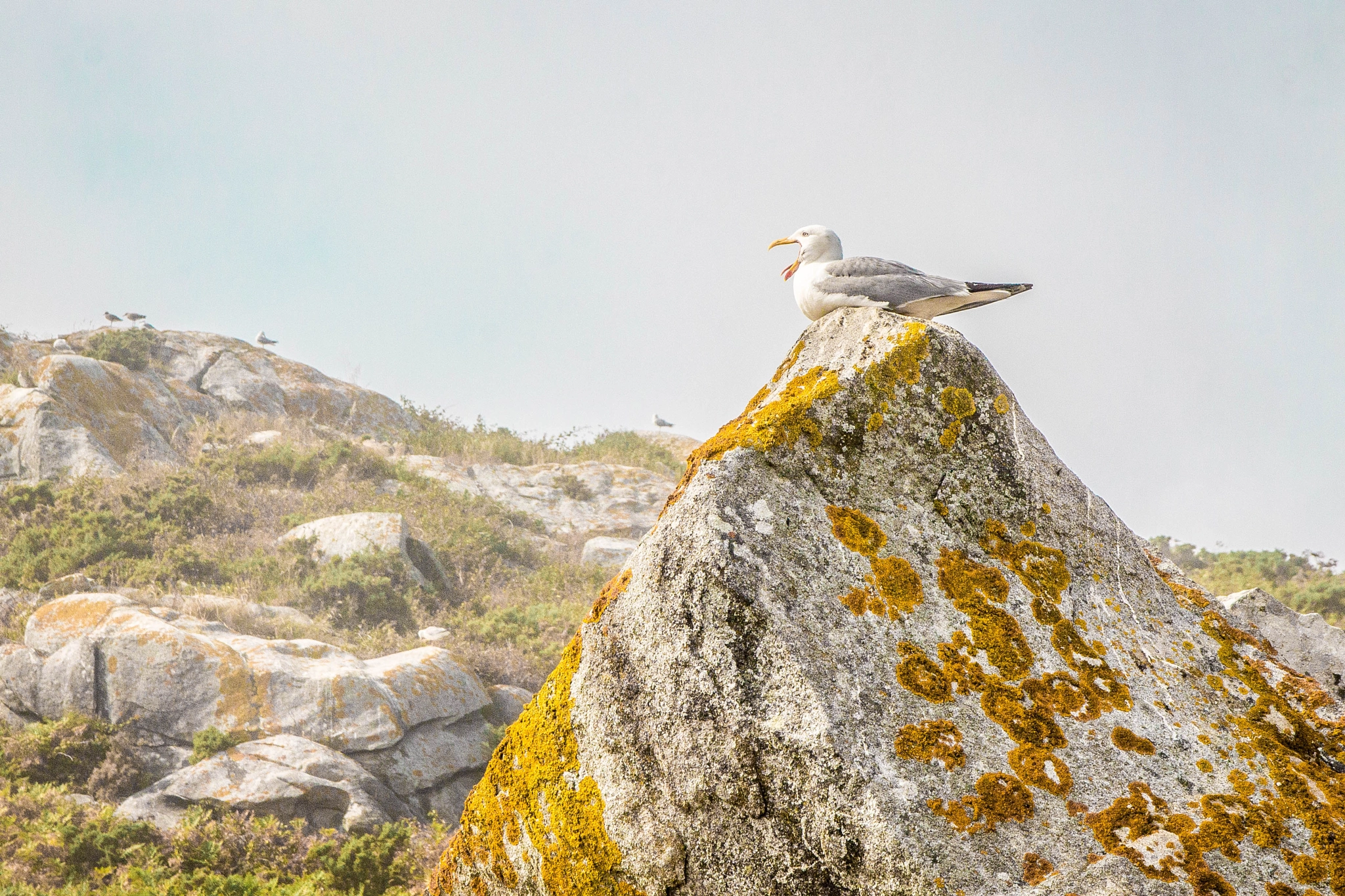 Canon EOS 1100D (EOS Rebel T3 / EOS Kiss X50) sample photo. Seagull - islas cies photography