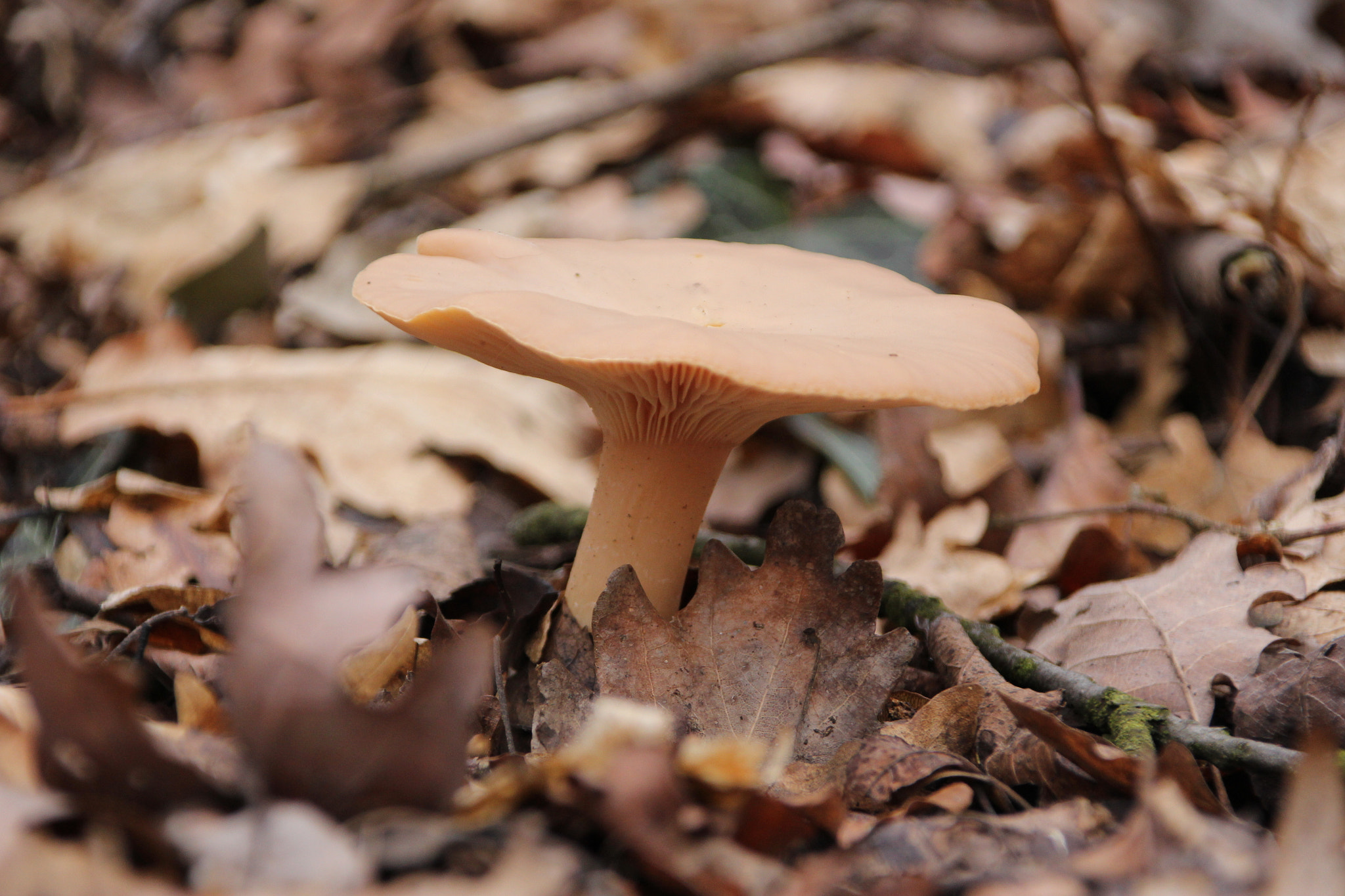 Canon EOS 60D + Canon TS-E 90mm F2.8 Tilt-Shift sample photo. Mushroom photography