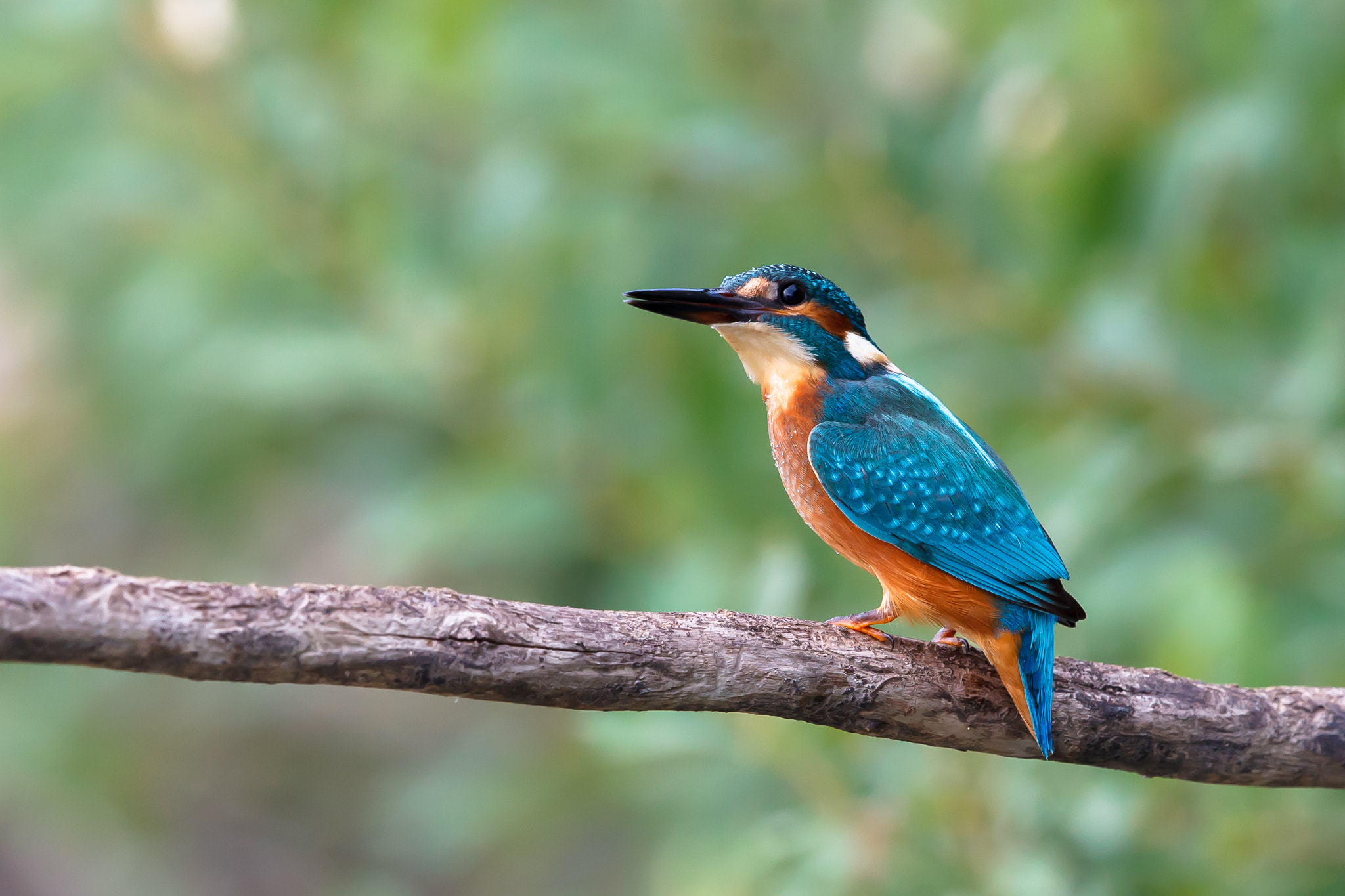 Canon EF 500mm F4L IS II USM sample photo. Common kingfisher photography