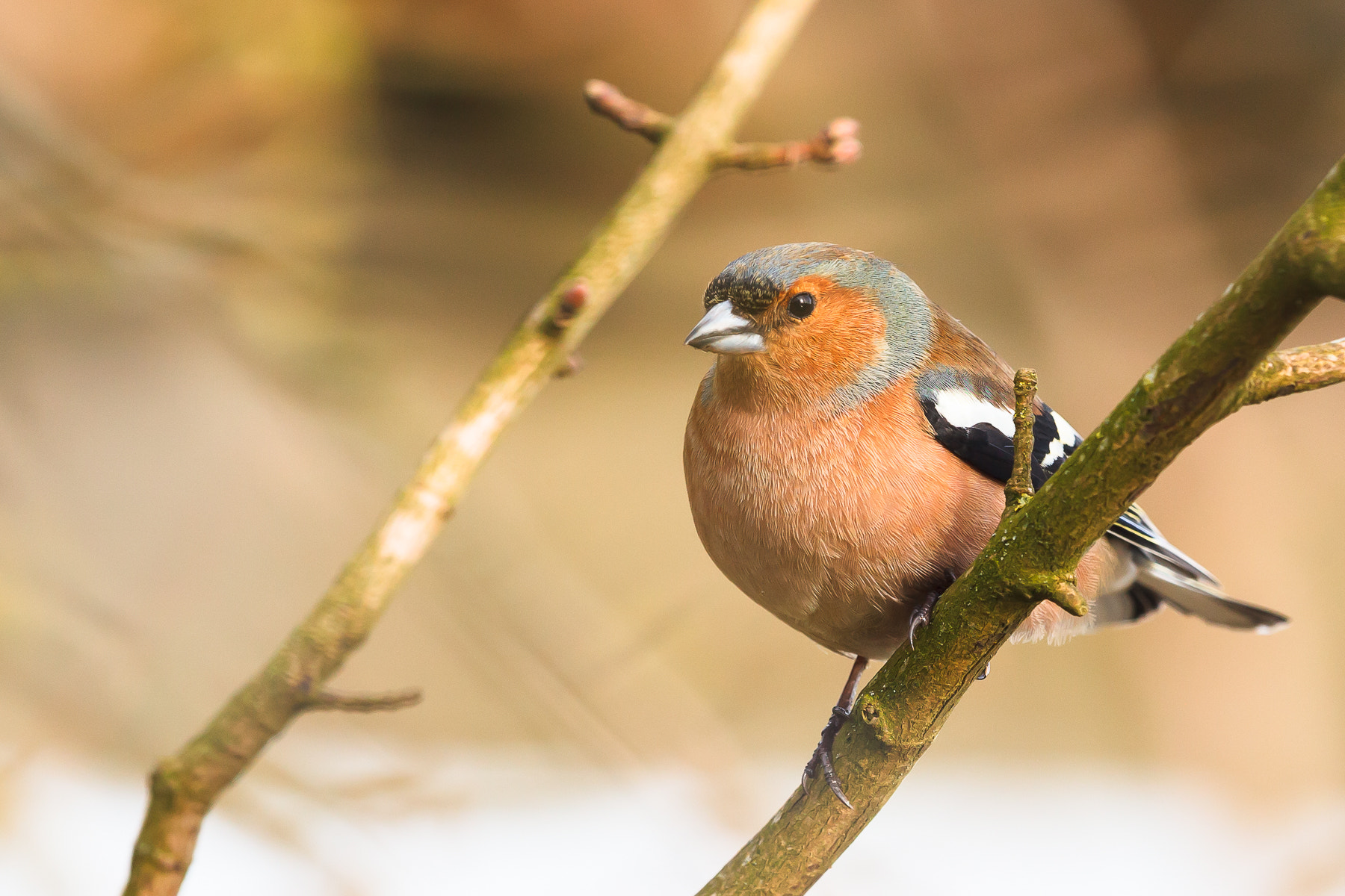 Canon EF 500mm F4L IS II USM sample photo. Common chaffinch photography