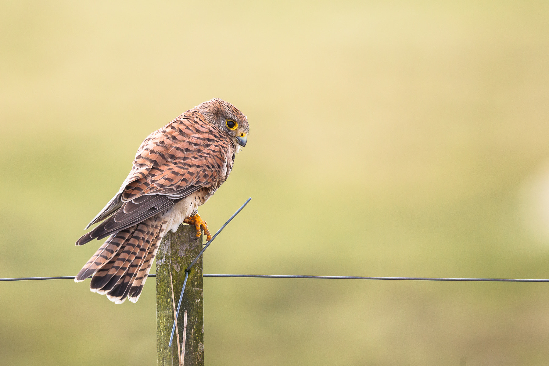 Canon EF 500mm F4L IS II USM sample photo. Common kestrel photography