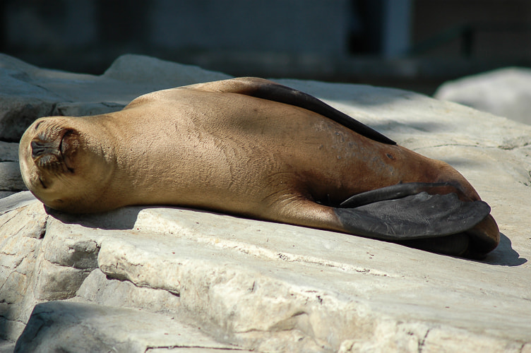 Nikon D70 sample photo. Lazy seal photography