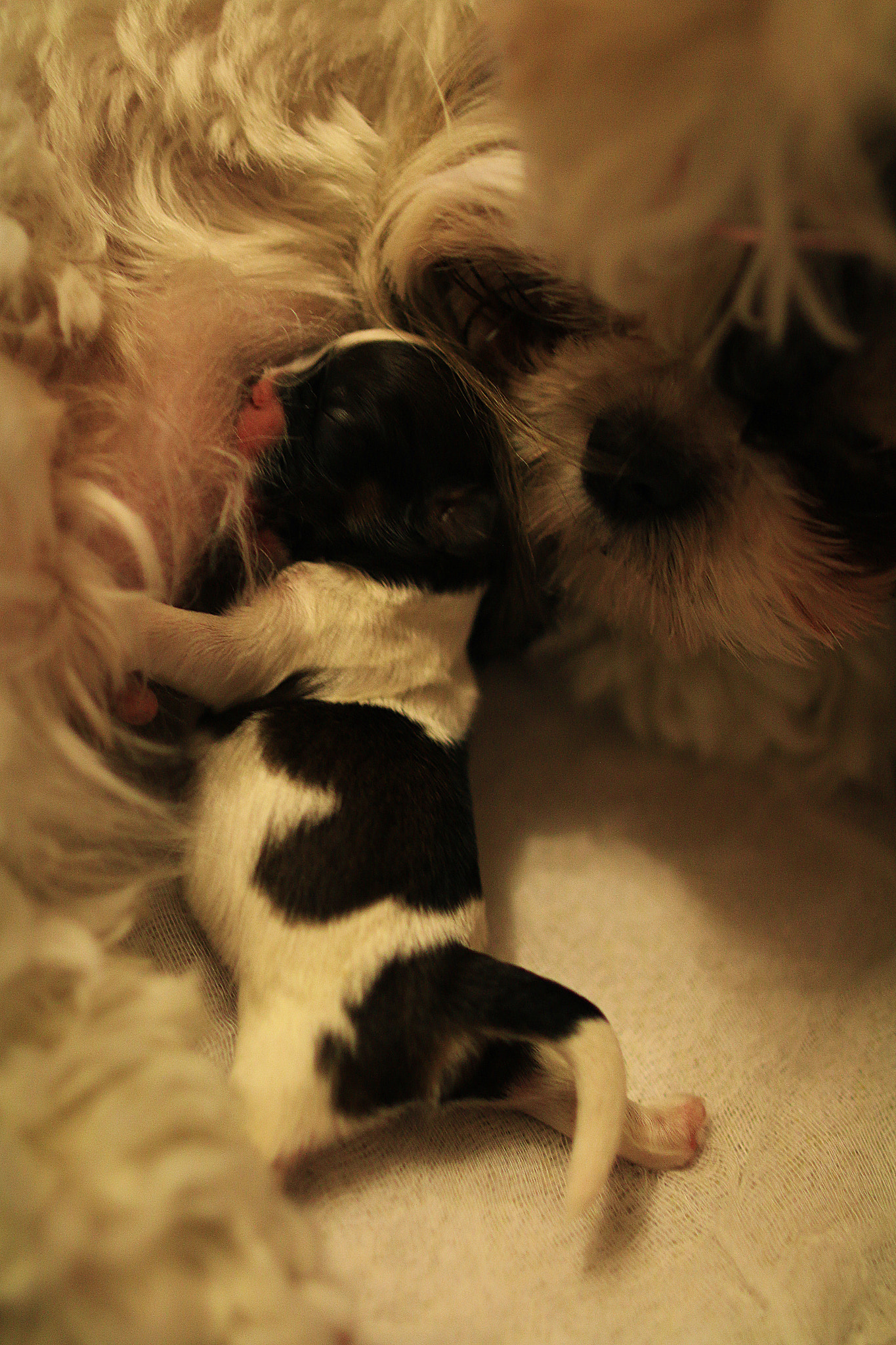Canon EF 24mm F1.4L II USM sample photo. Feeding time photography