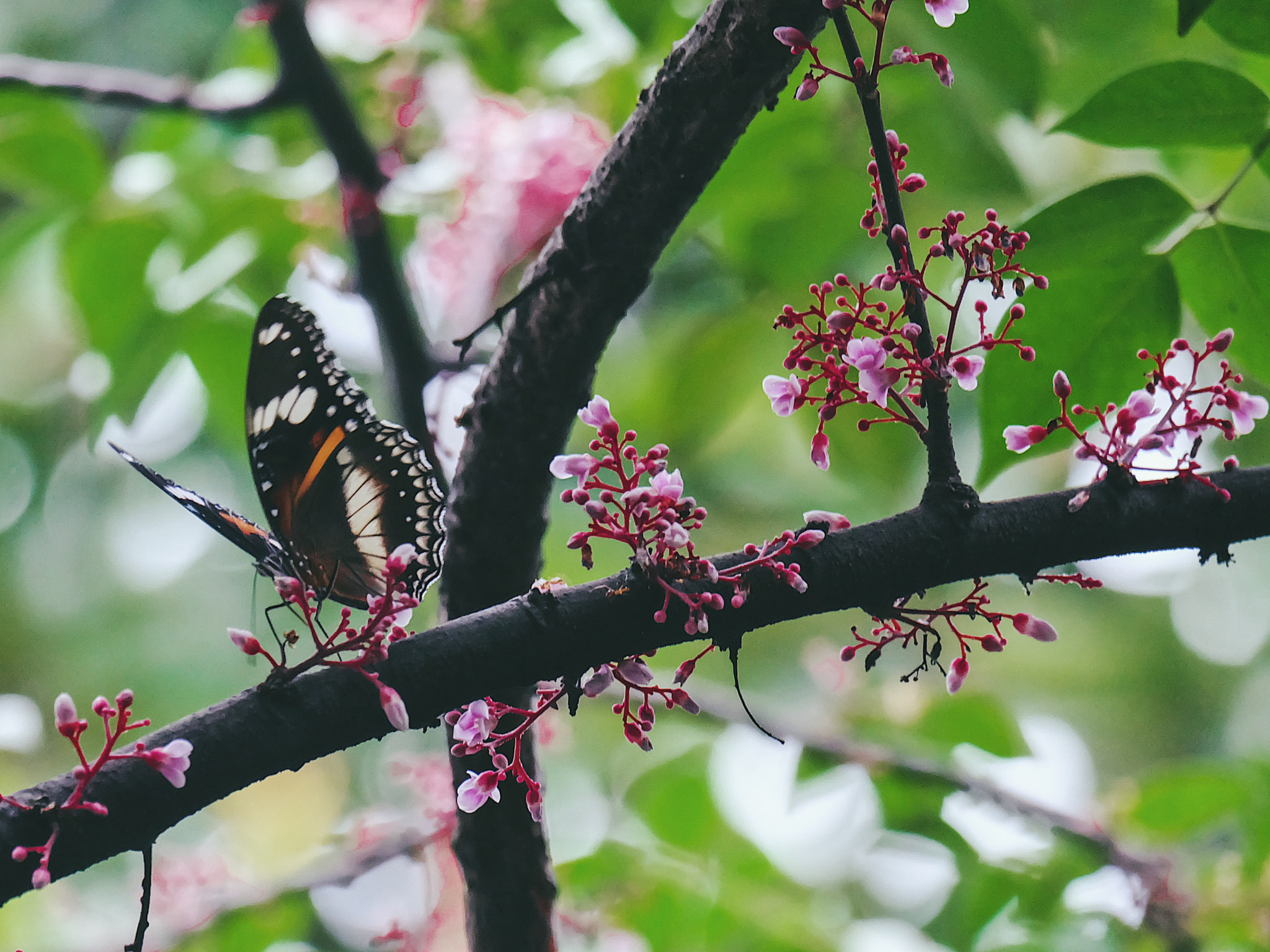 Fujifilm X-A2 + Fujifilm XC 50-230mm F4.5-6.7 OIS II sample photo. Spotted this beauty in my garden. photography