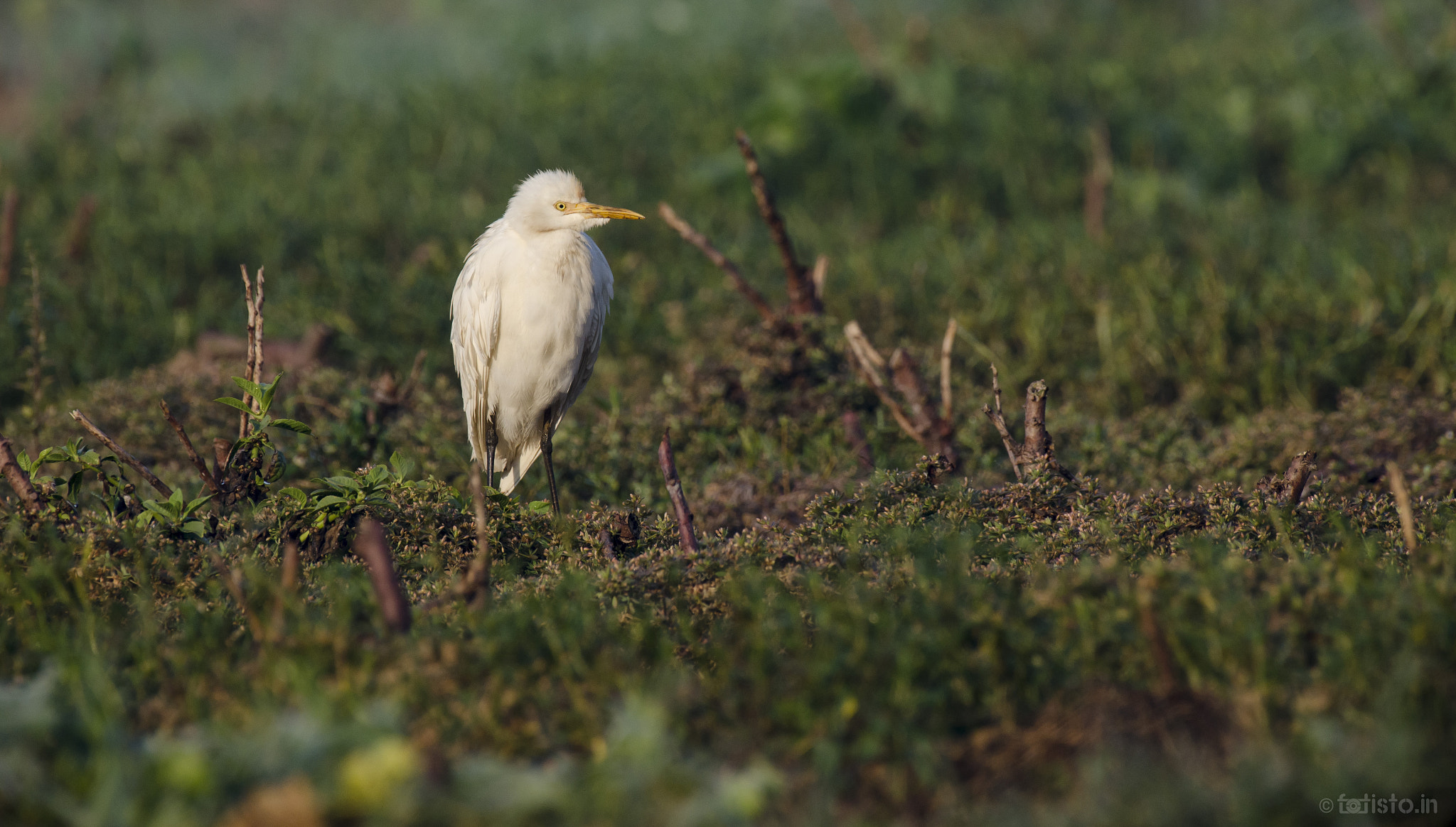 Nikon AF-S Nikkor 200-500mm F5.6E ED VR sample photo. Its freezing!!! photography
